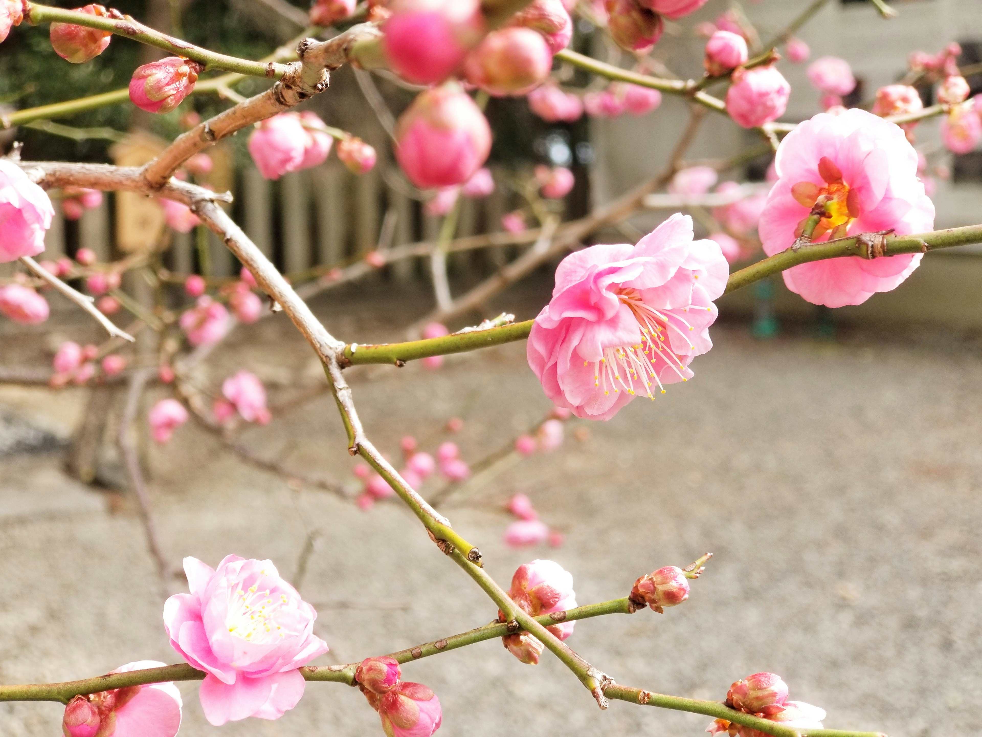 Nahaufnahme von Zweigen mit zarten rosa Pflaumenblüten