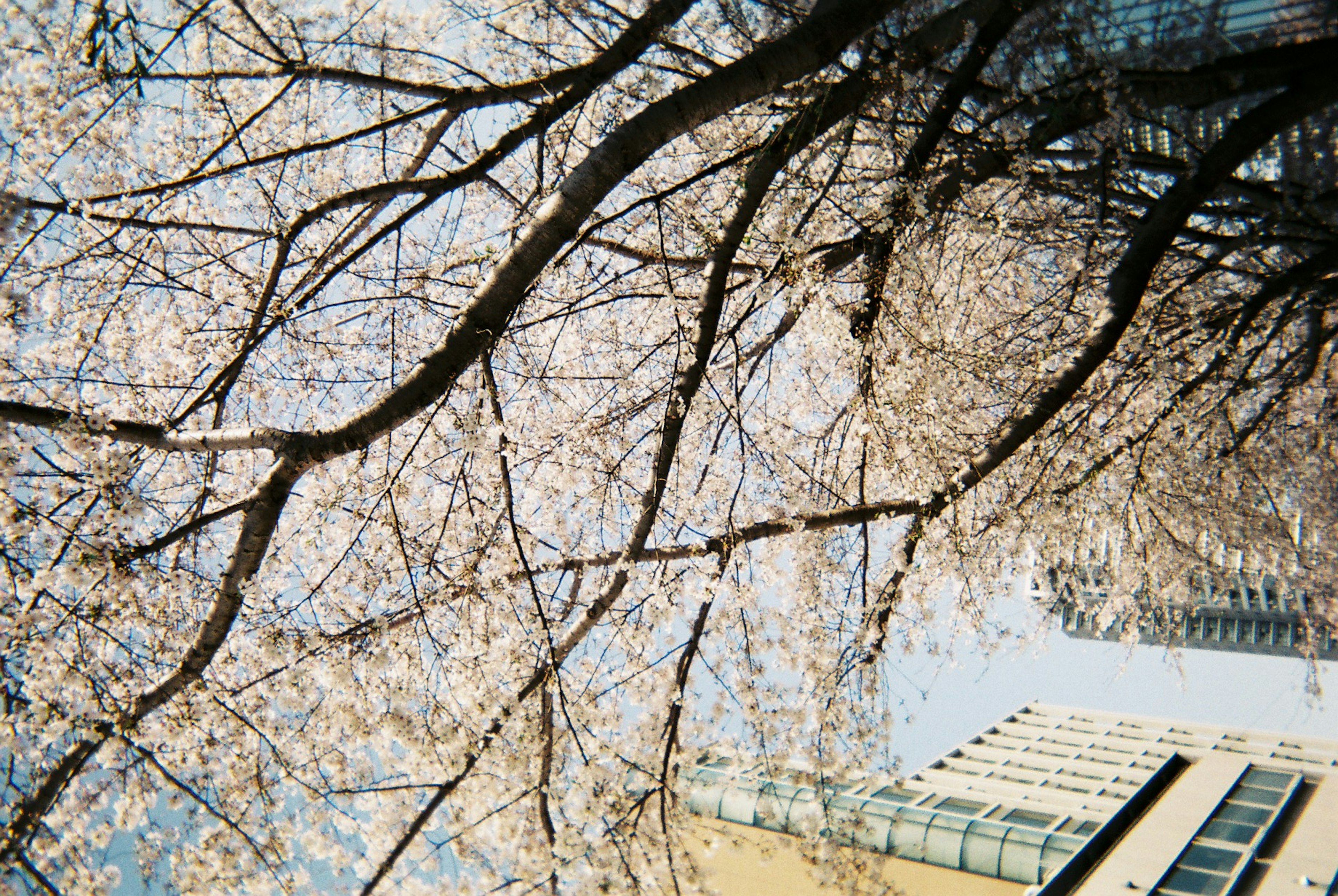 Ramas de cerezos en flor con un edificio al fondo