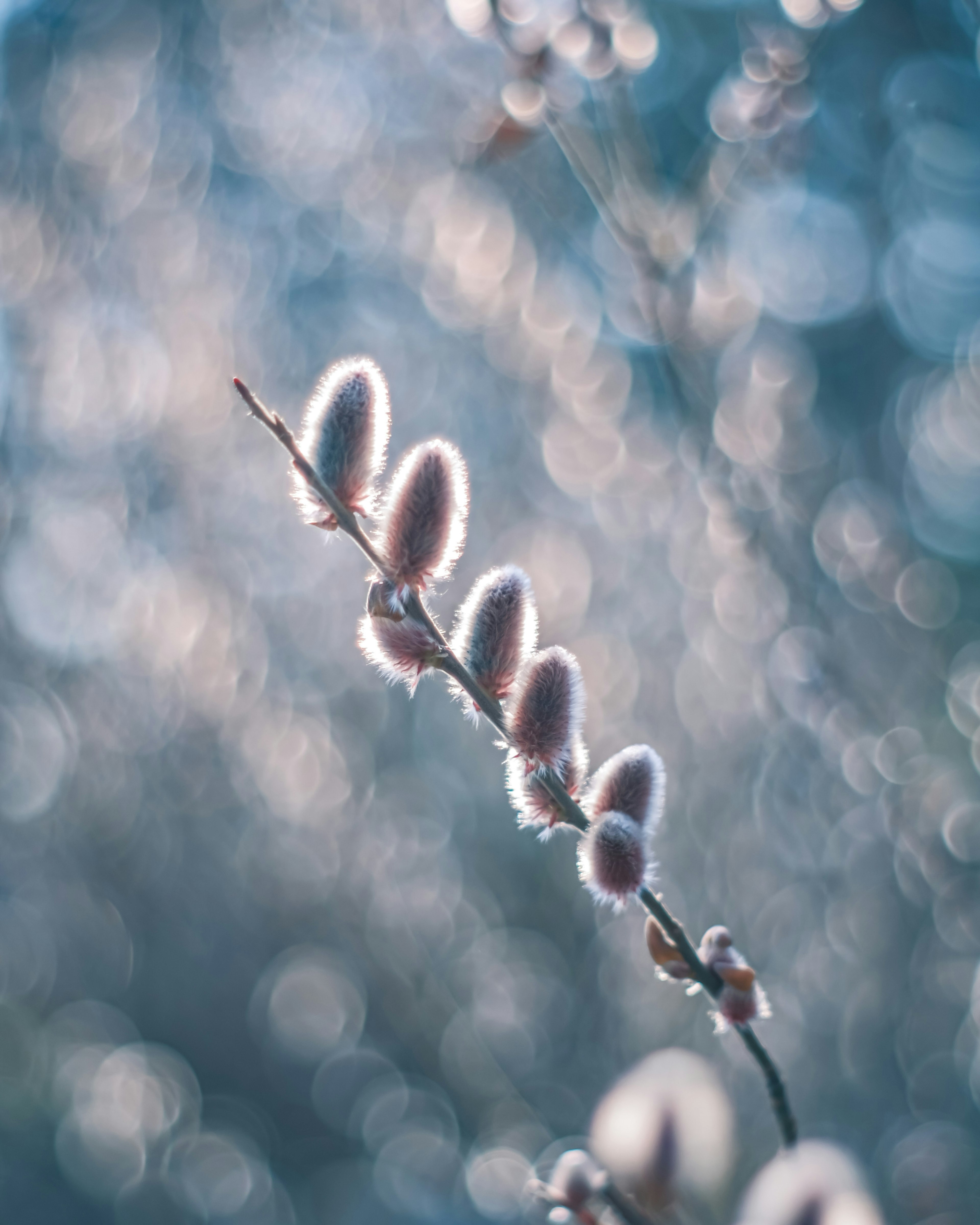 Une branche avec des bourgeons moelleux contre un fond bleu flou