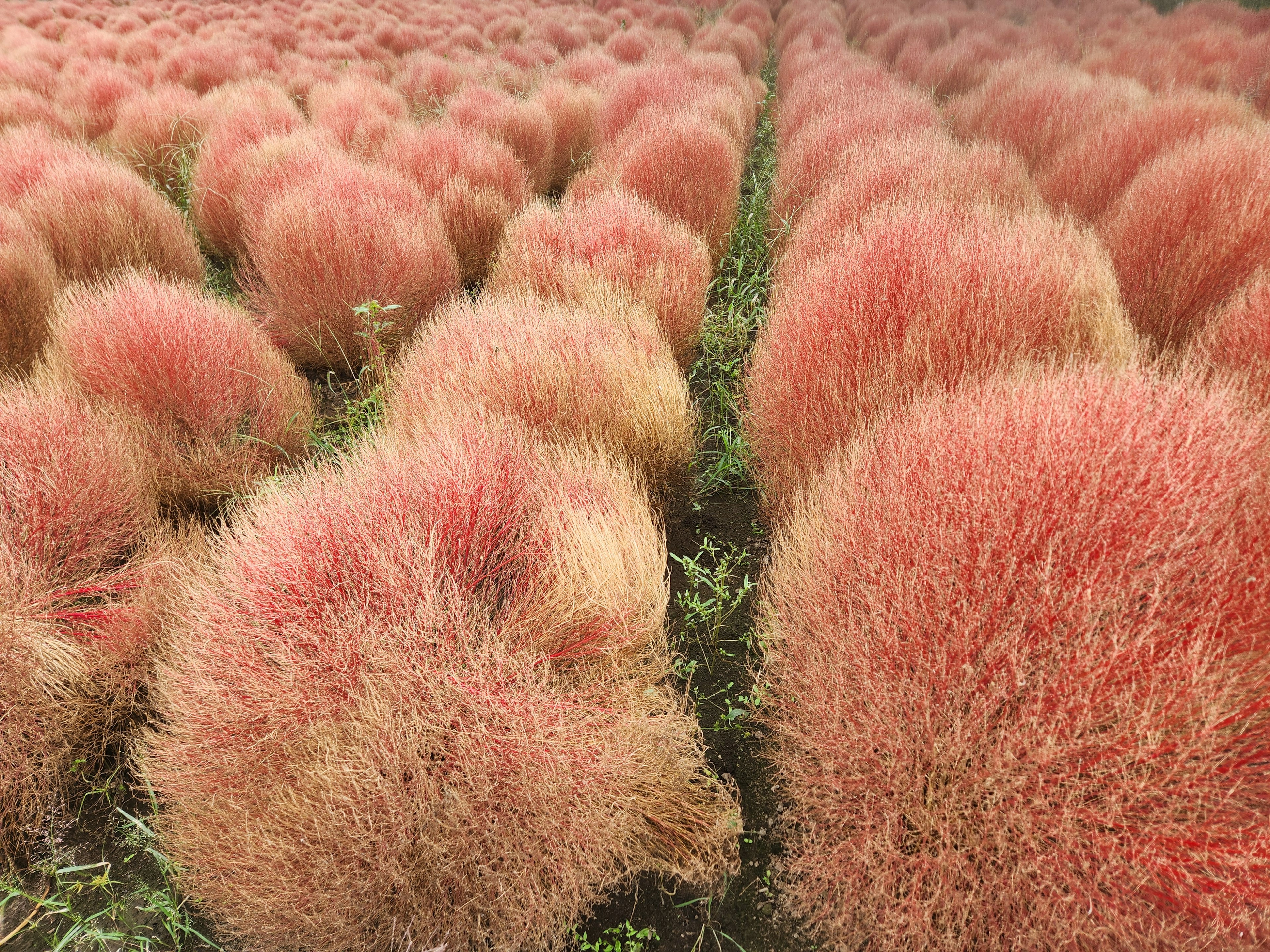 赤いコキアの群生が広がる風景