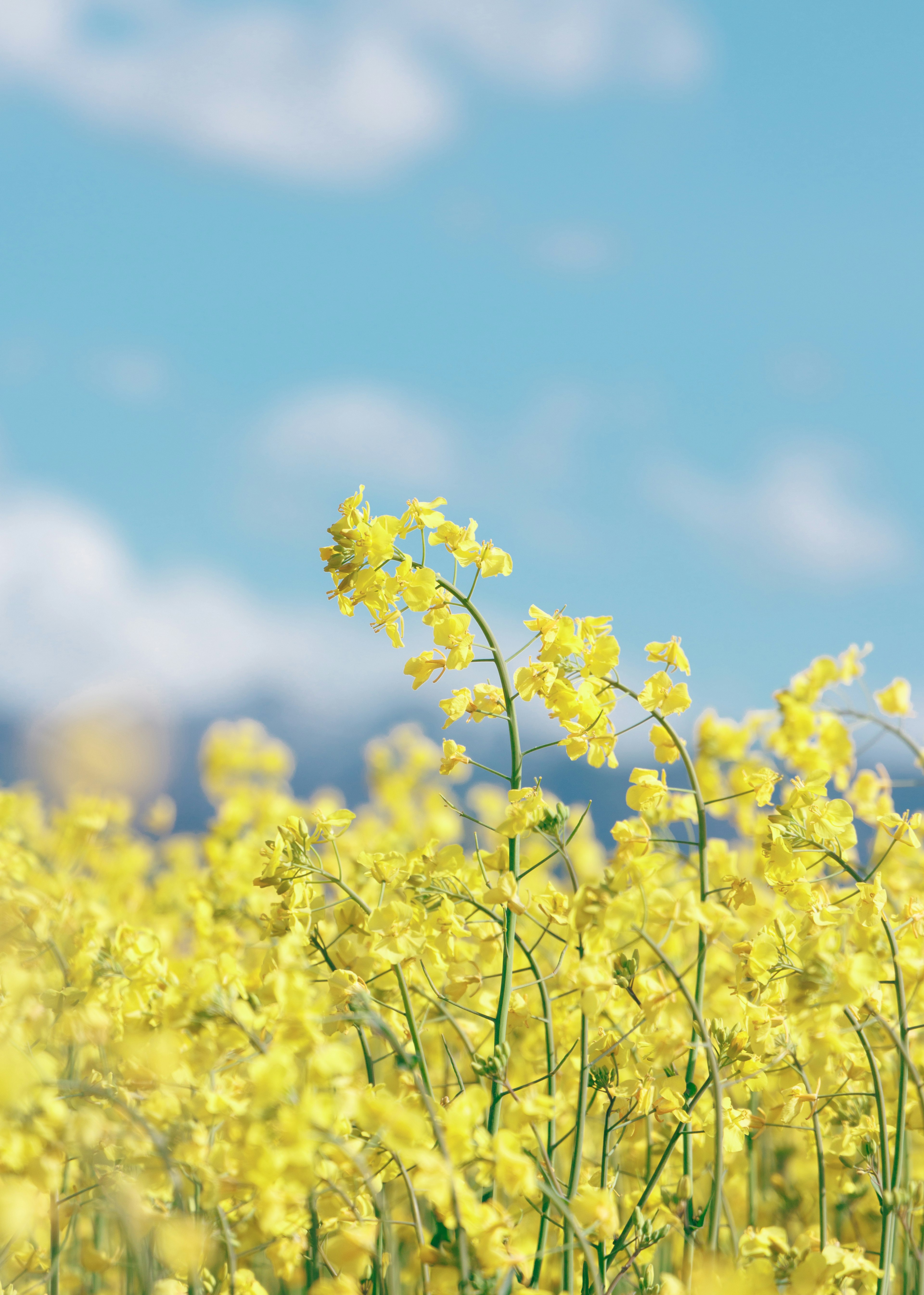 Fleurs jaunes vives dans un champ de colza sous un ciel bleu