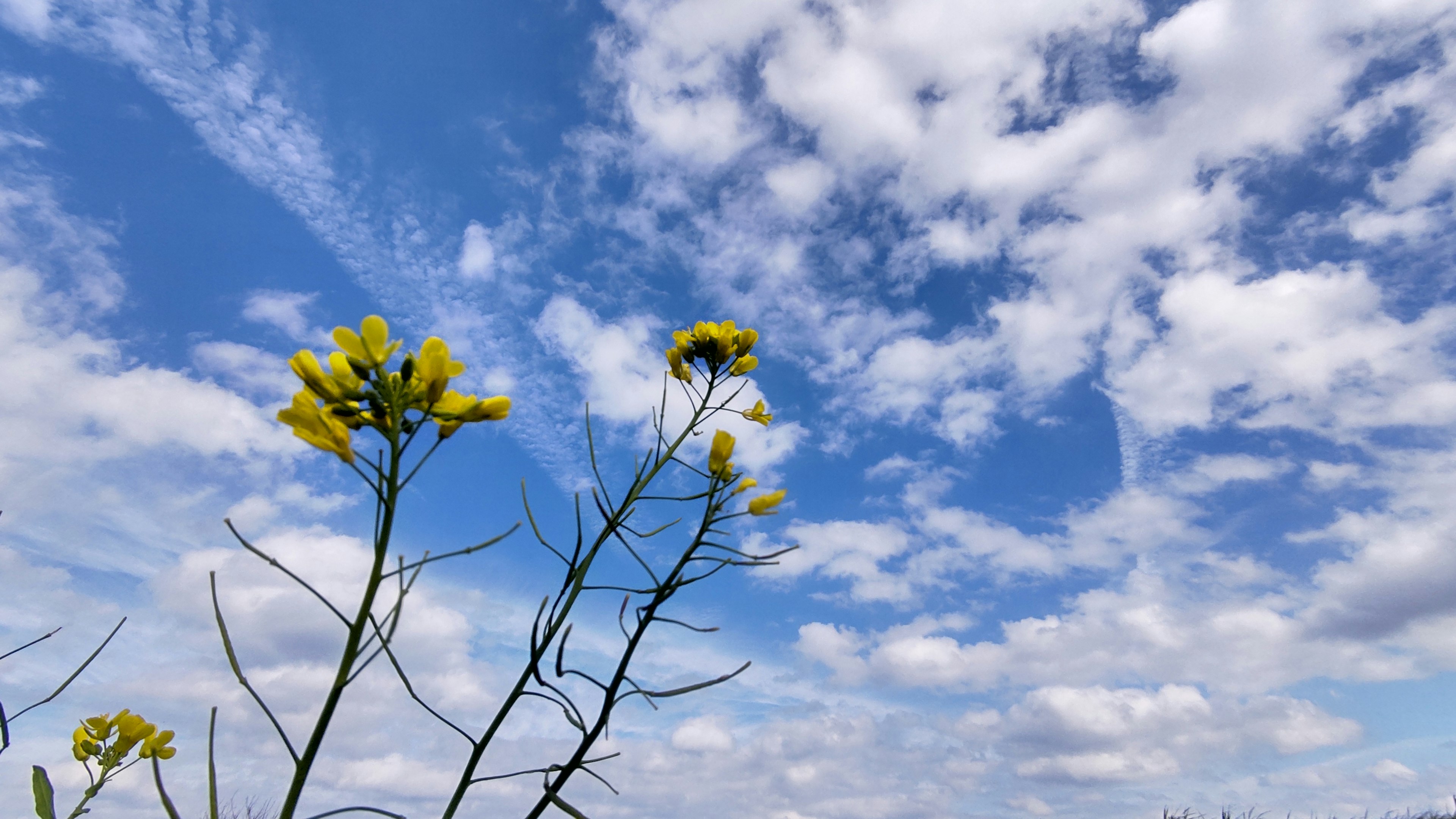 Fiori gialli contro un cielo blu con nuvole soffici