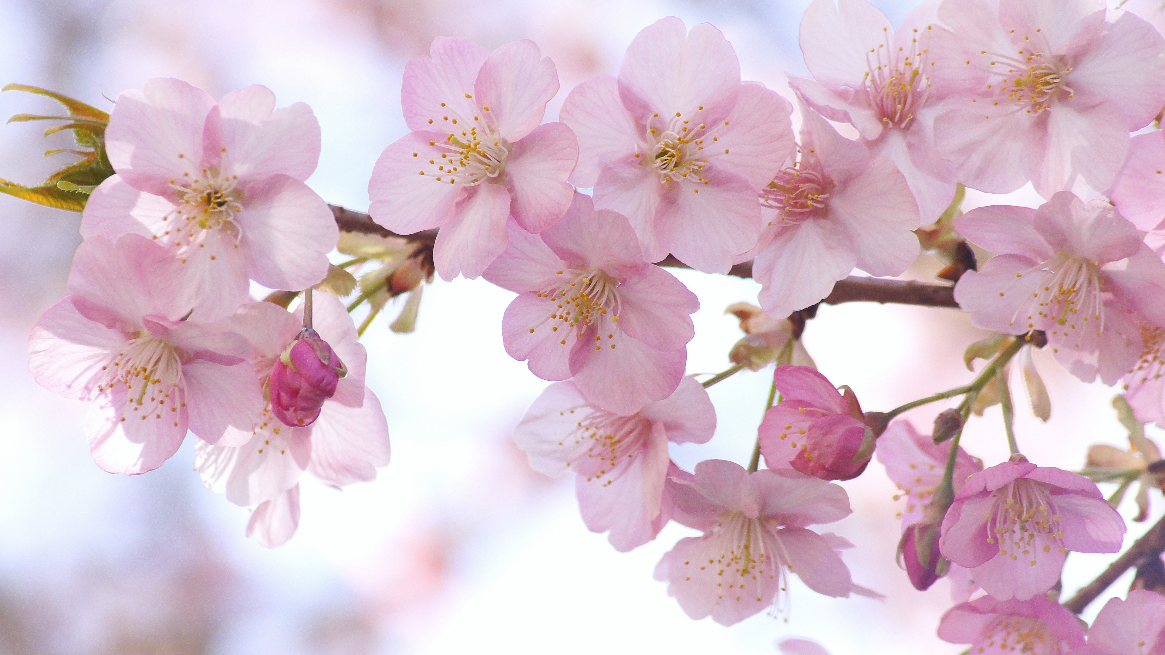 Nahaufnahme von Kirschblüten an einem Zweig mit lebhaften rosa Blütenblättern