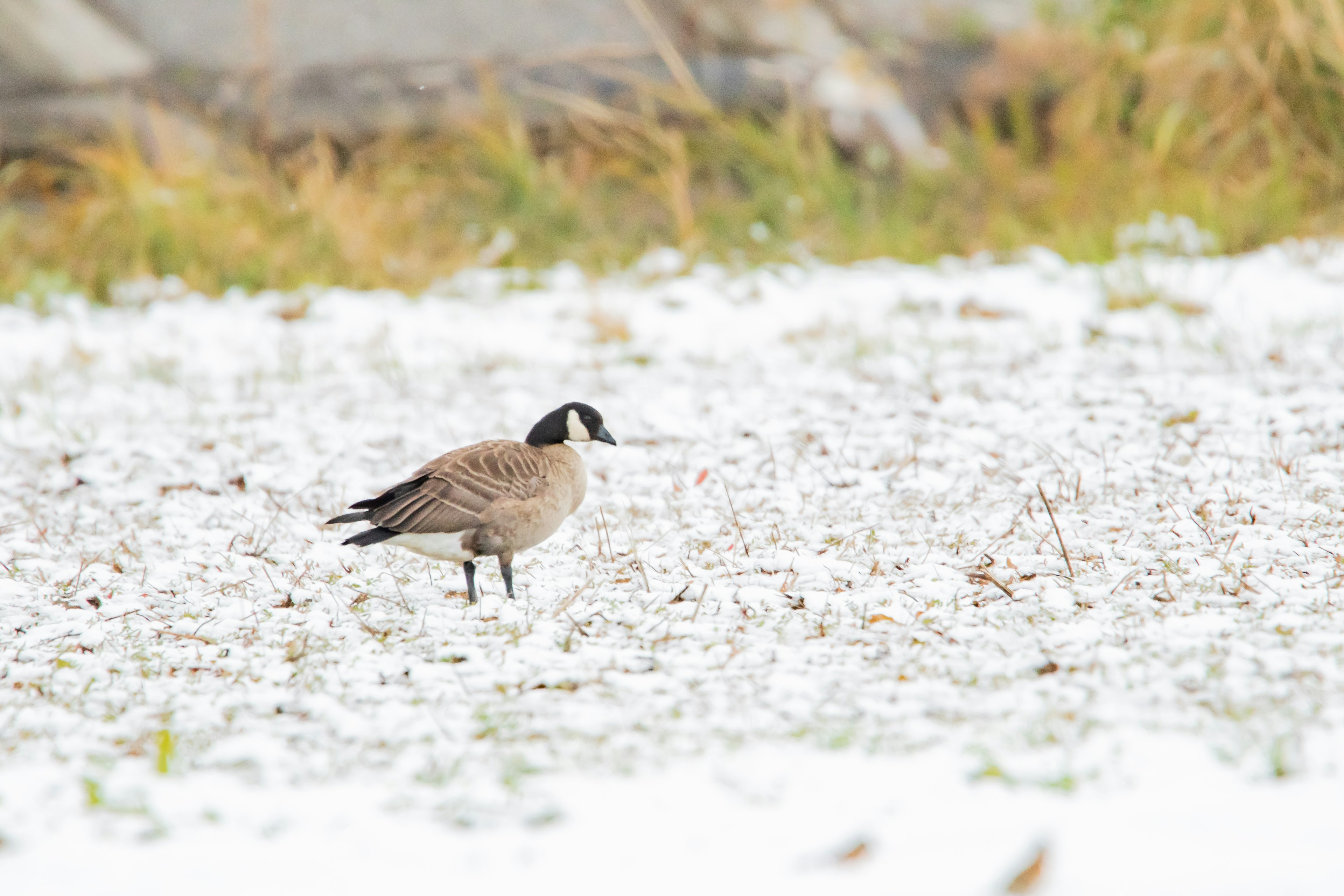 Uccello che cammina sulla neve con piume marroni e bianche