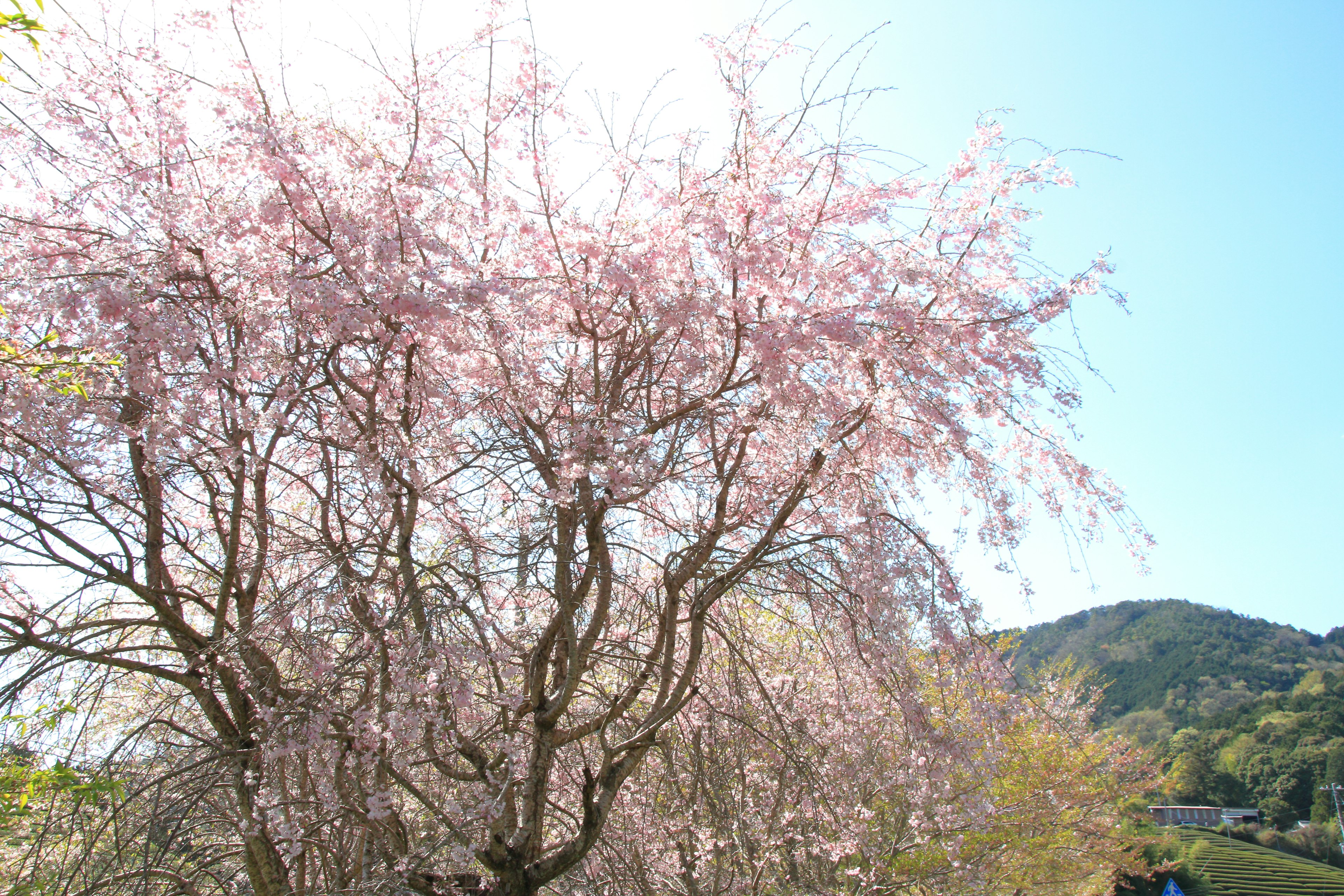 Pohon sakura mekar dalam pemandangan musim semi yang cerah