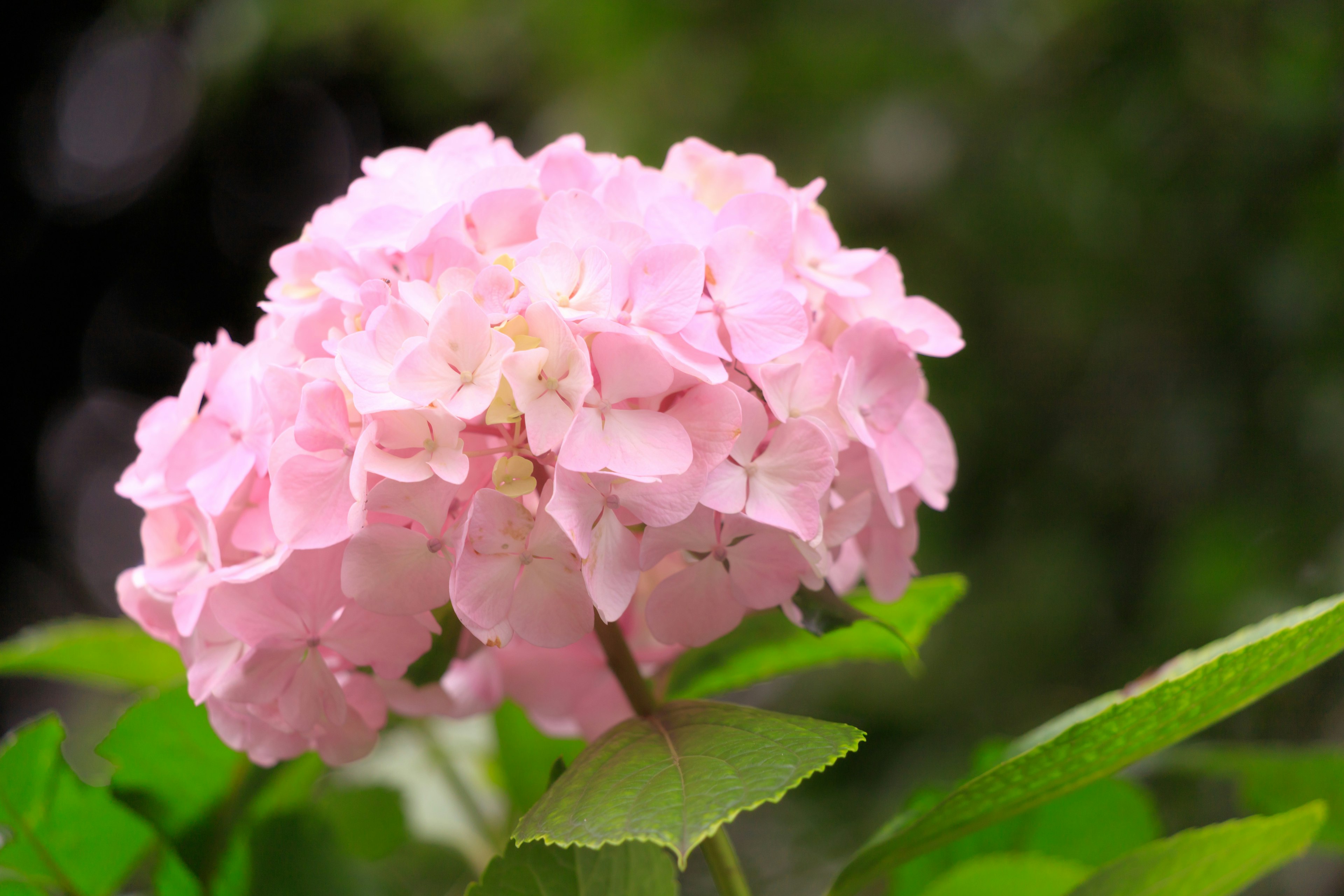 Hellrosa Hortensienblüte mit grünen Blättern