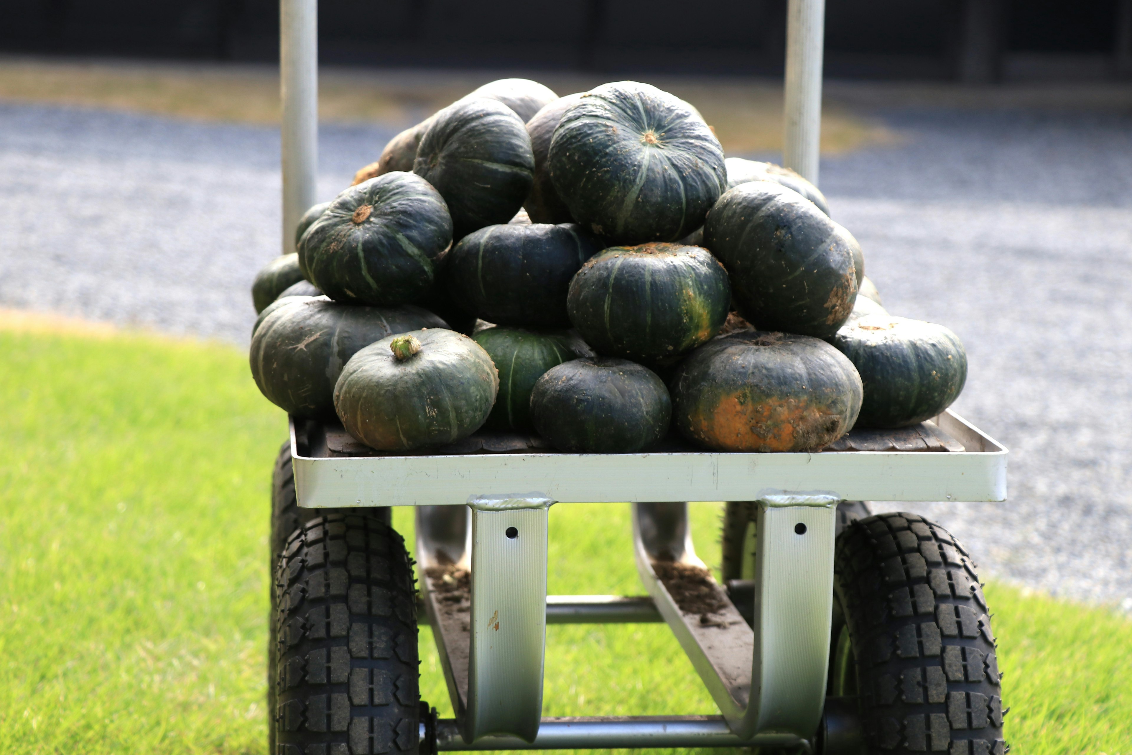 Un carrito cargado de calabazas verdes al aire libre