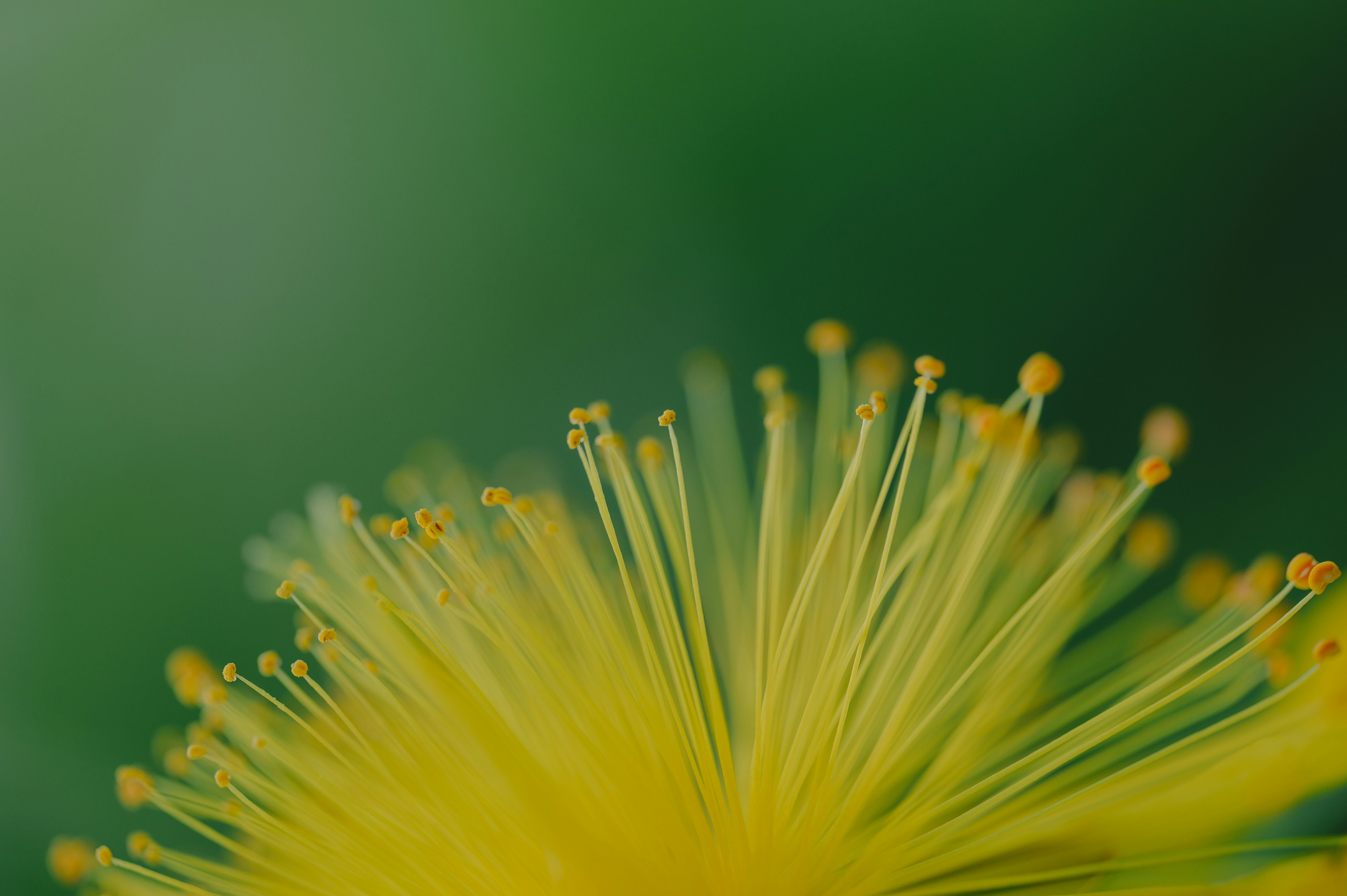 緑の背景に鮮やかな黄色の花の花弁が広がる様子