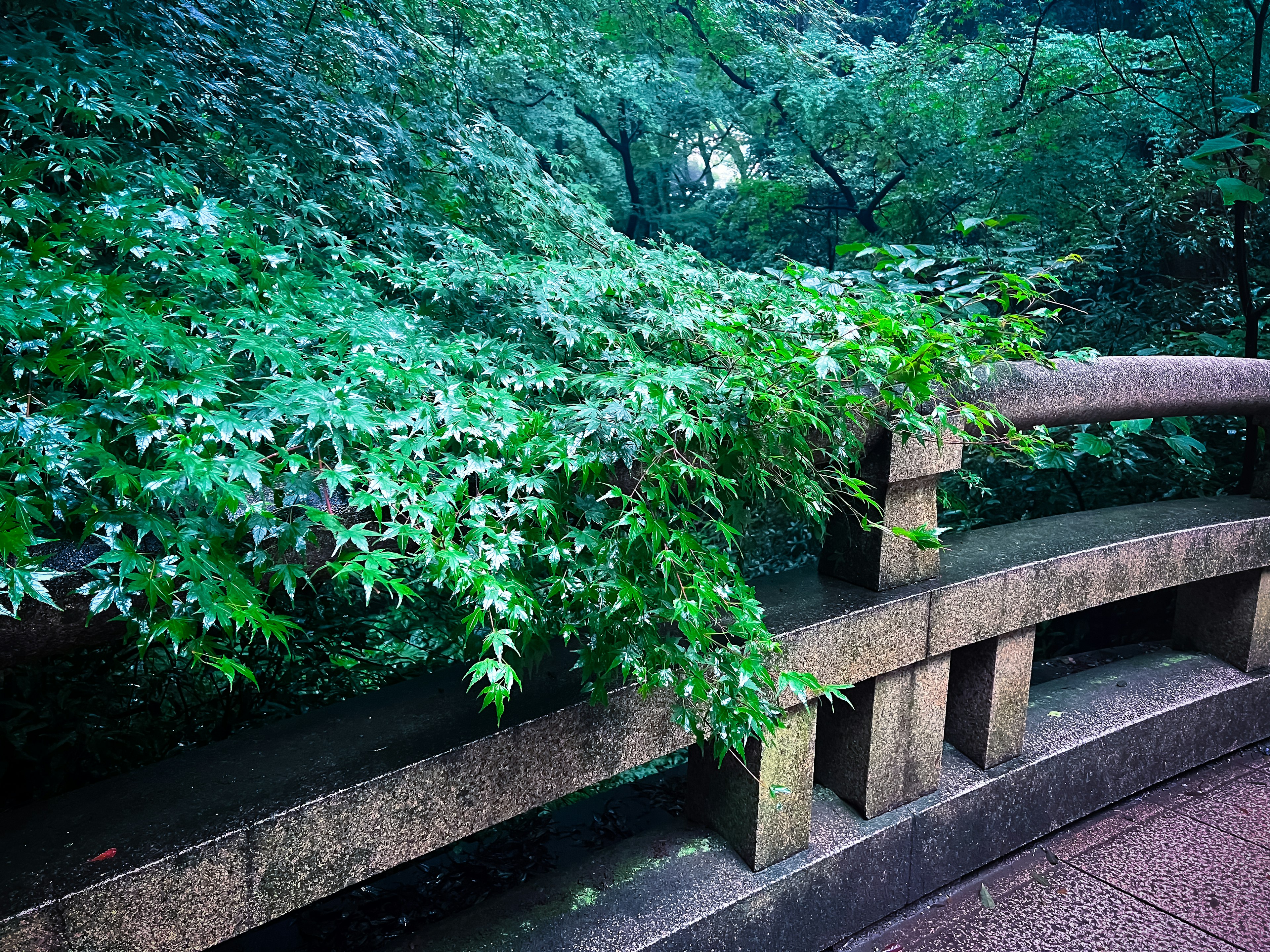 Puente de piedra parcialmente cubierto por plantas verdes exuberantes