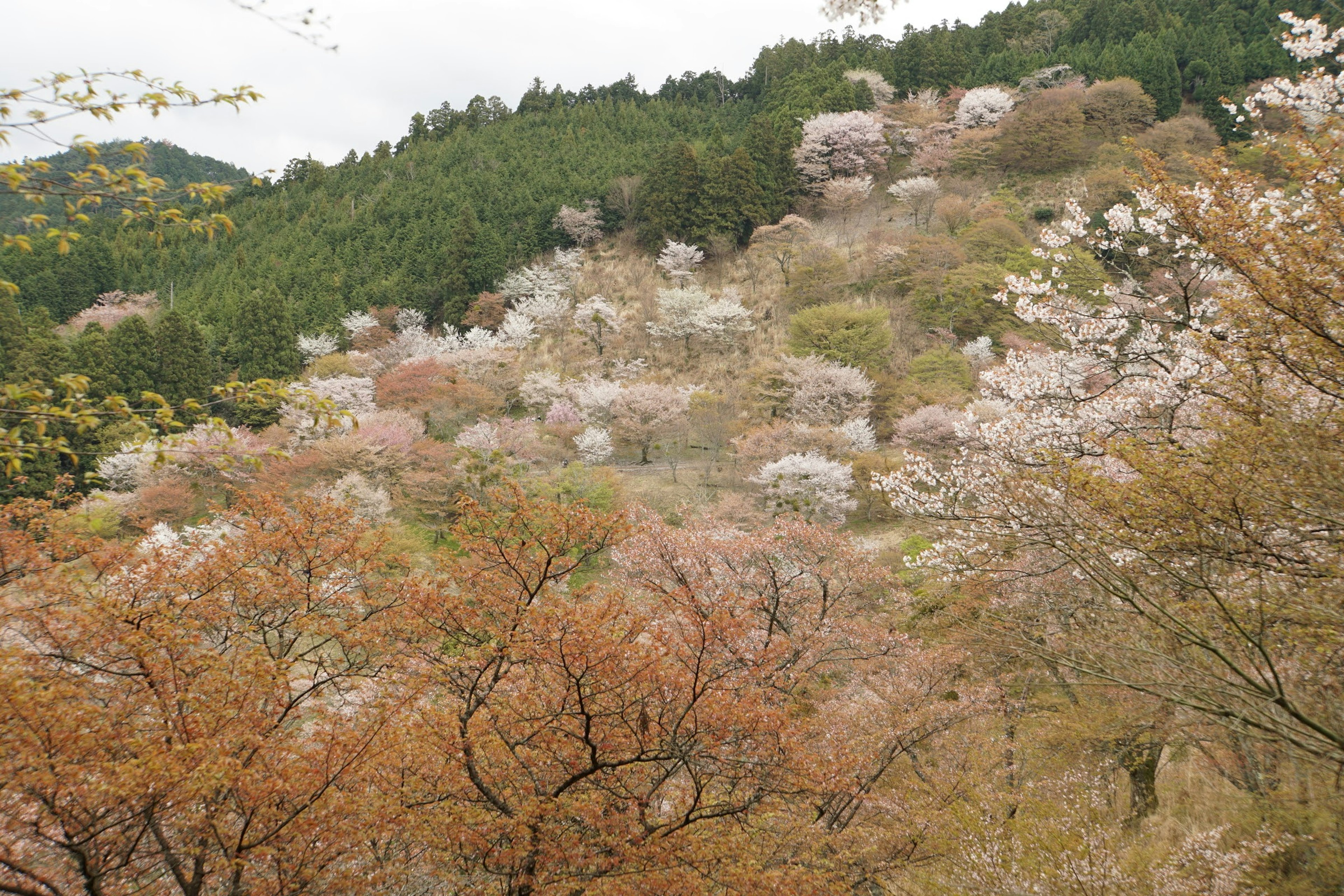 Paysage vallonné orné de cerisiers en fleurs montrant des couleurs printanières vibrantes