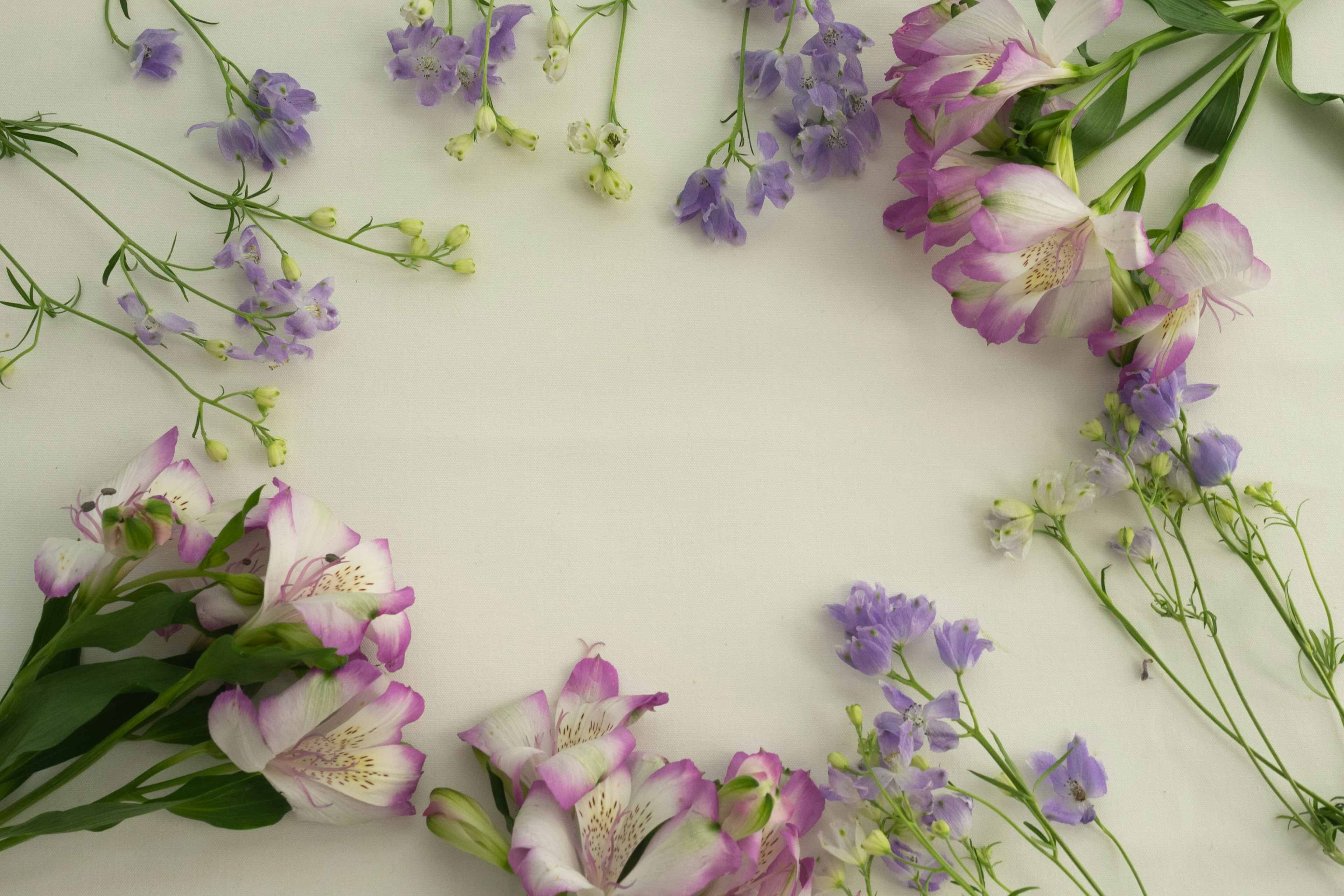 Des fleurs violettes et roses disposées en cercle sur un fond blanc