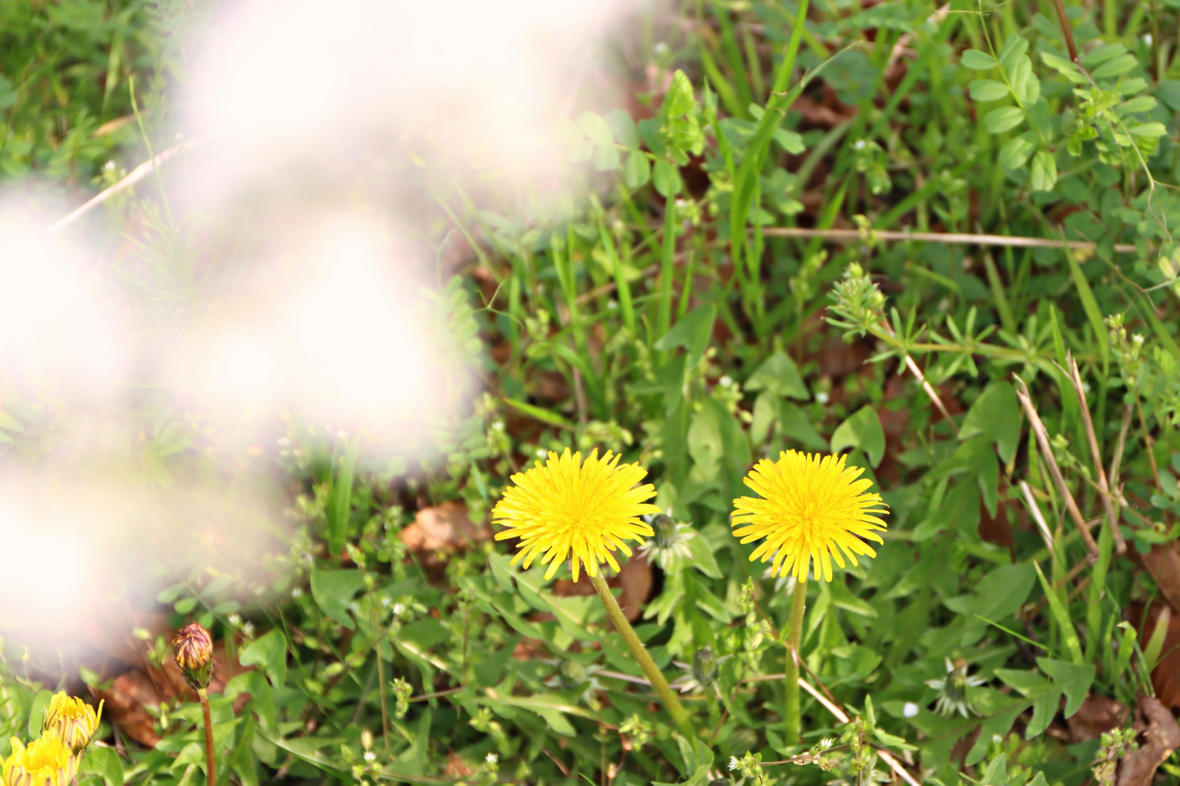 Two yellow dandelion flowers blooming among green grass