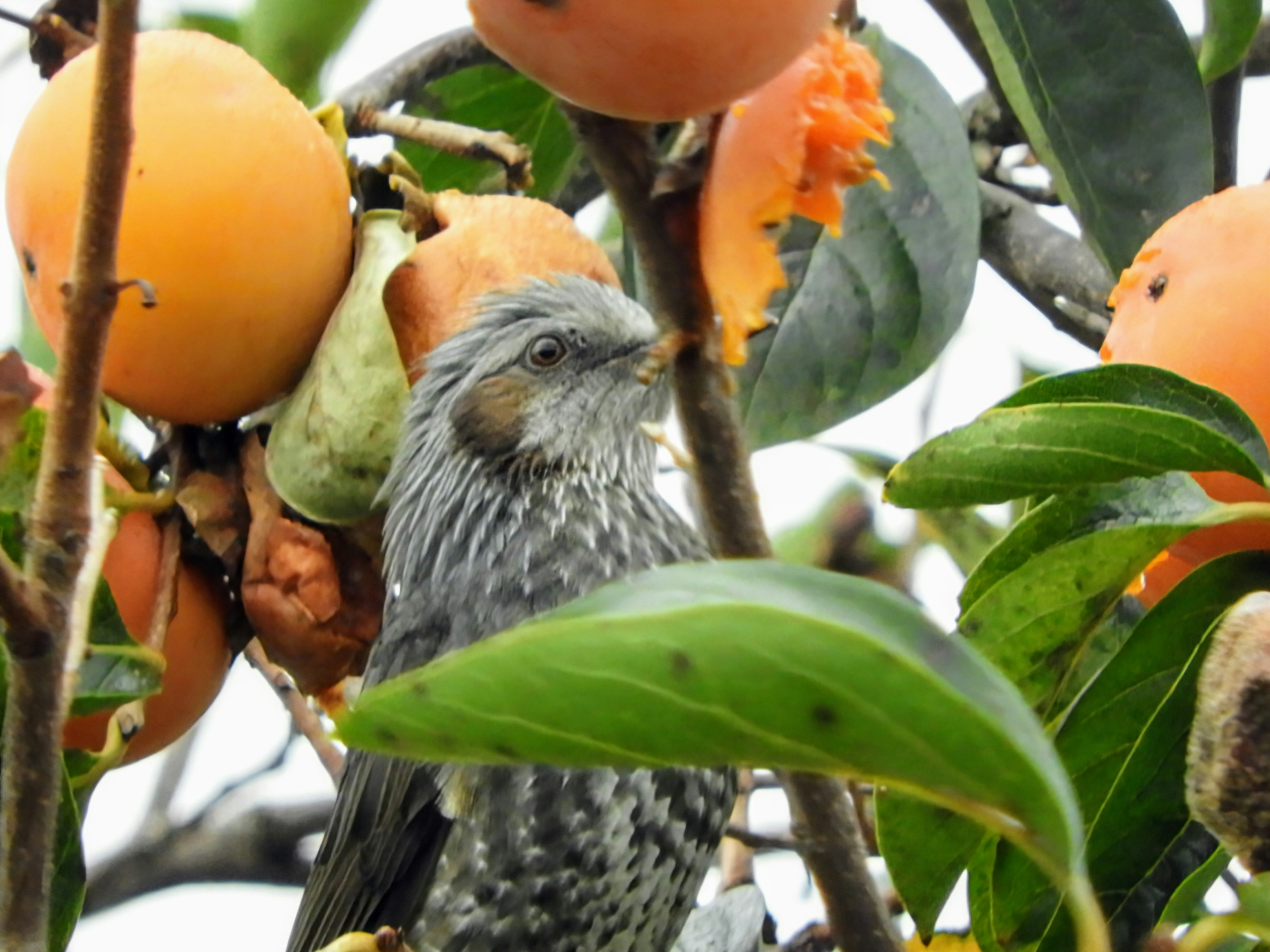 Ein Vogel, der zwischen Kaki-Früchten sitzt Der Vogel hat ein graues Gefieder und ist von reifen Kakis umgeben