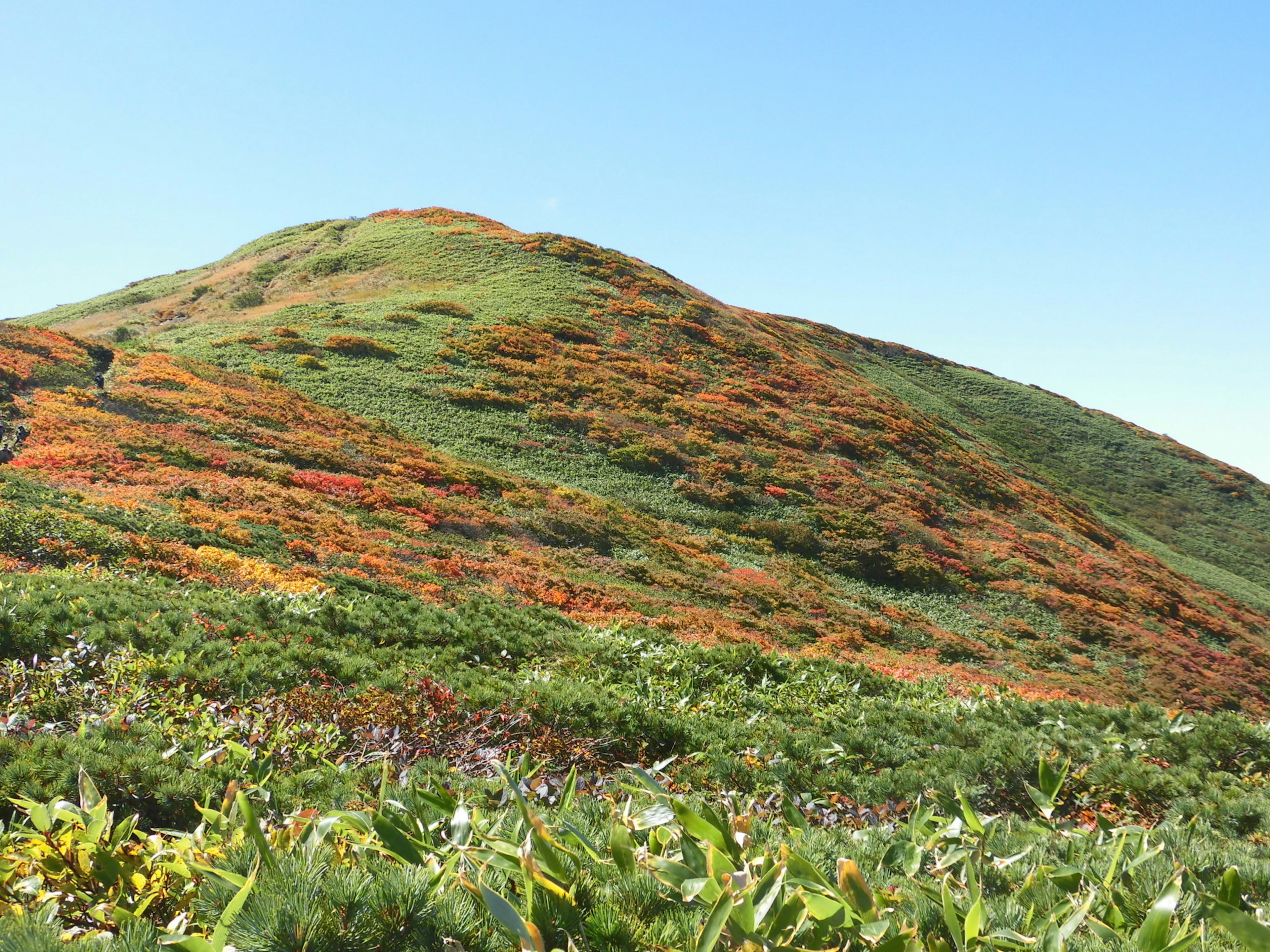 色とりどりの秋の葉を持つ緑の丘の風景