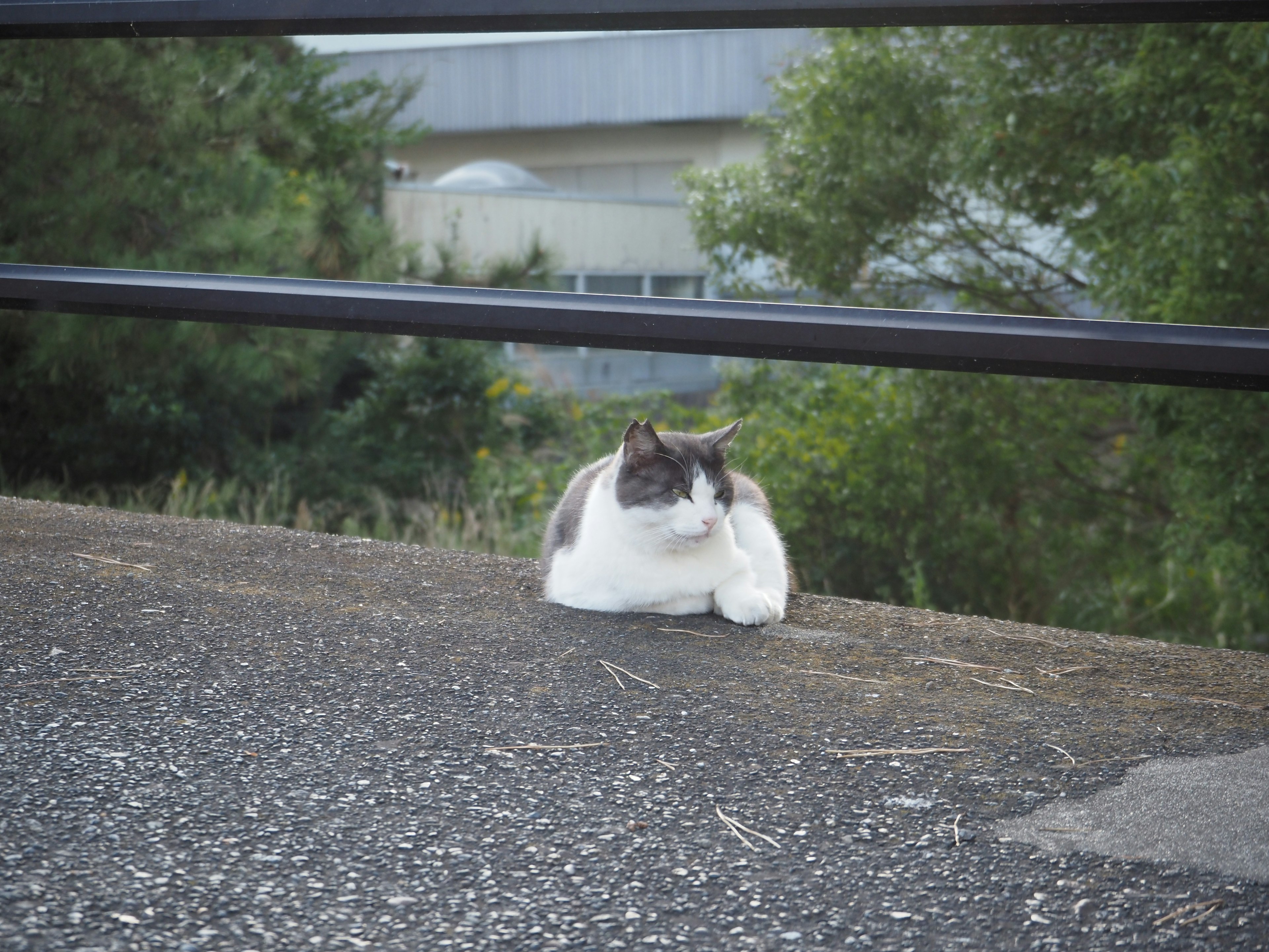 猫が舗装された道の上でくつろいでいる様子