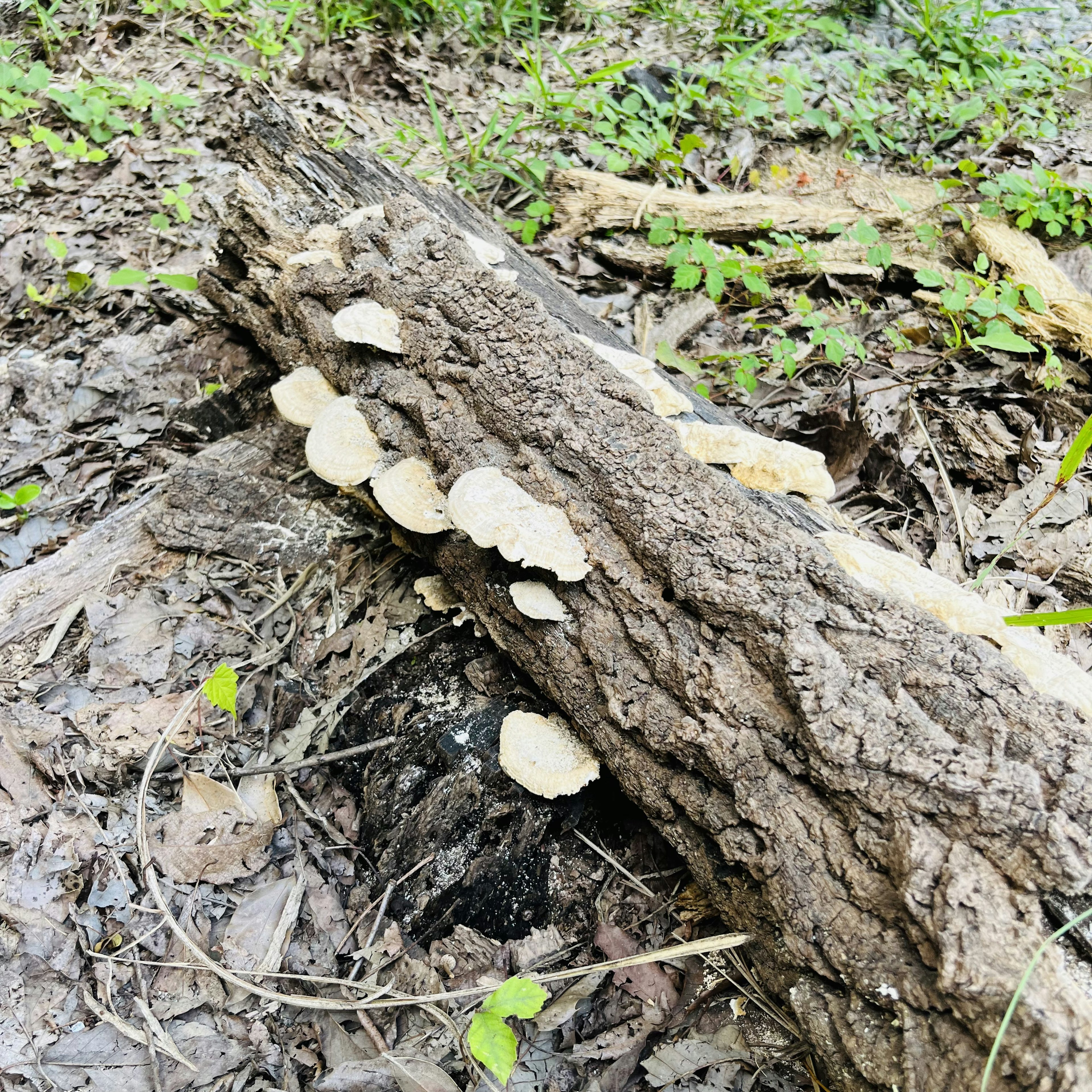 Cluster of white mushrooms growing on a fallen log