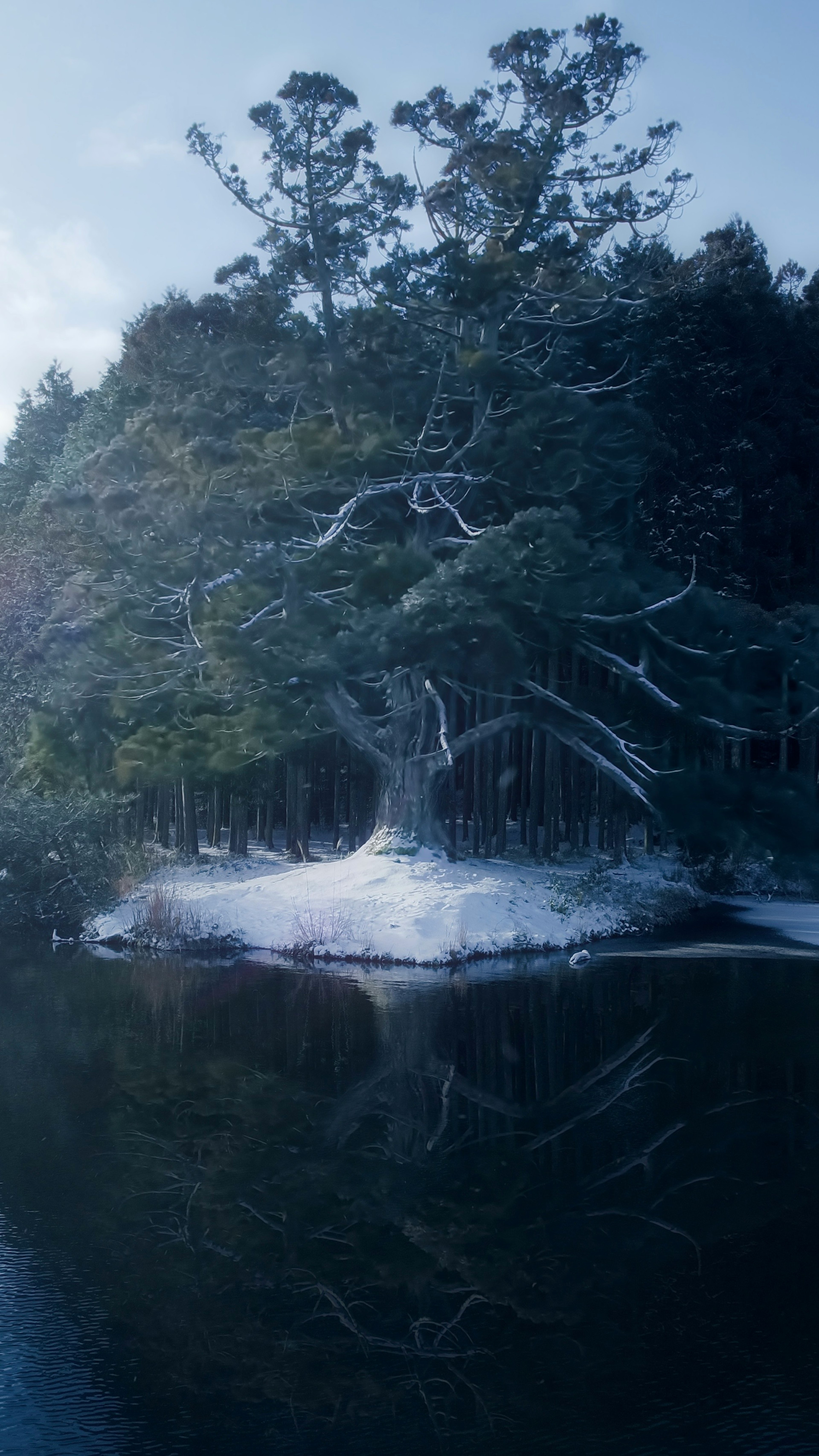 Alberi coperti di neve che si riflettono su un lago sereno