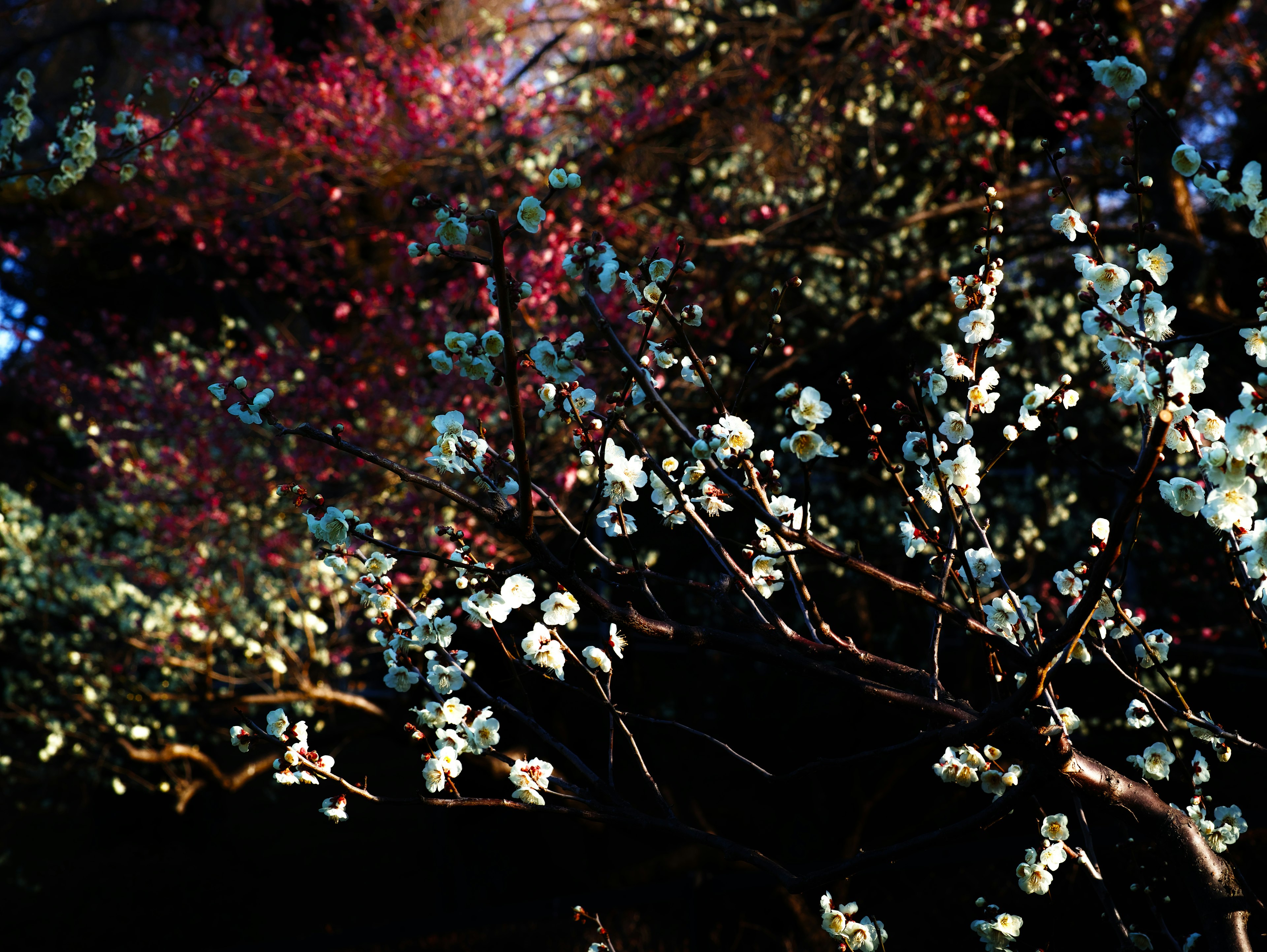 Close-up of branches with colorful blooming flowers