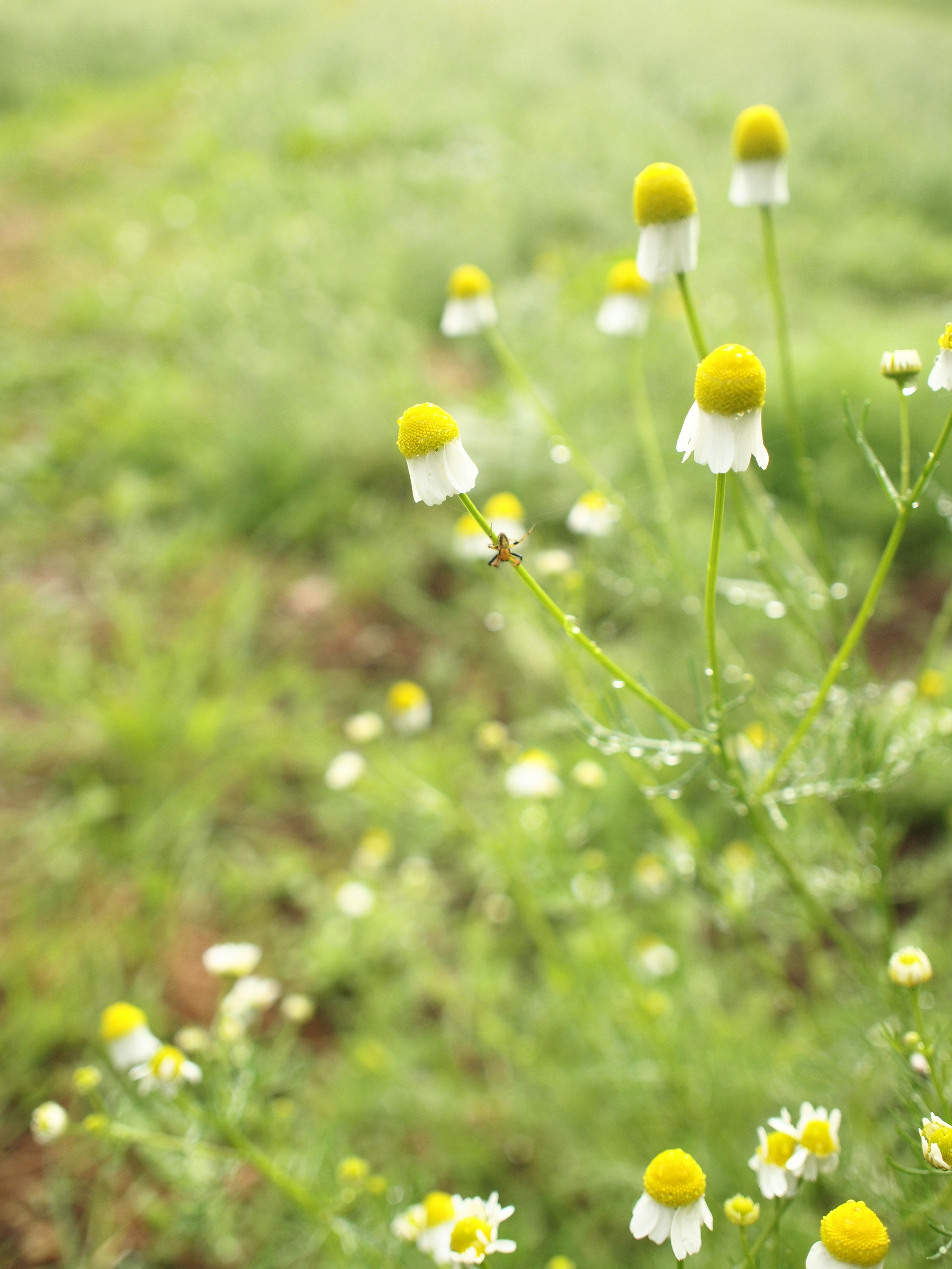 黄色の頭を持つ白い花が咲く草原の風景