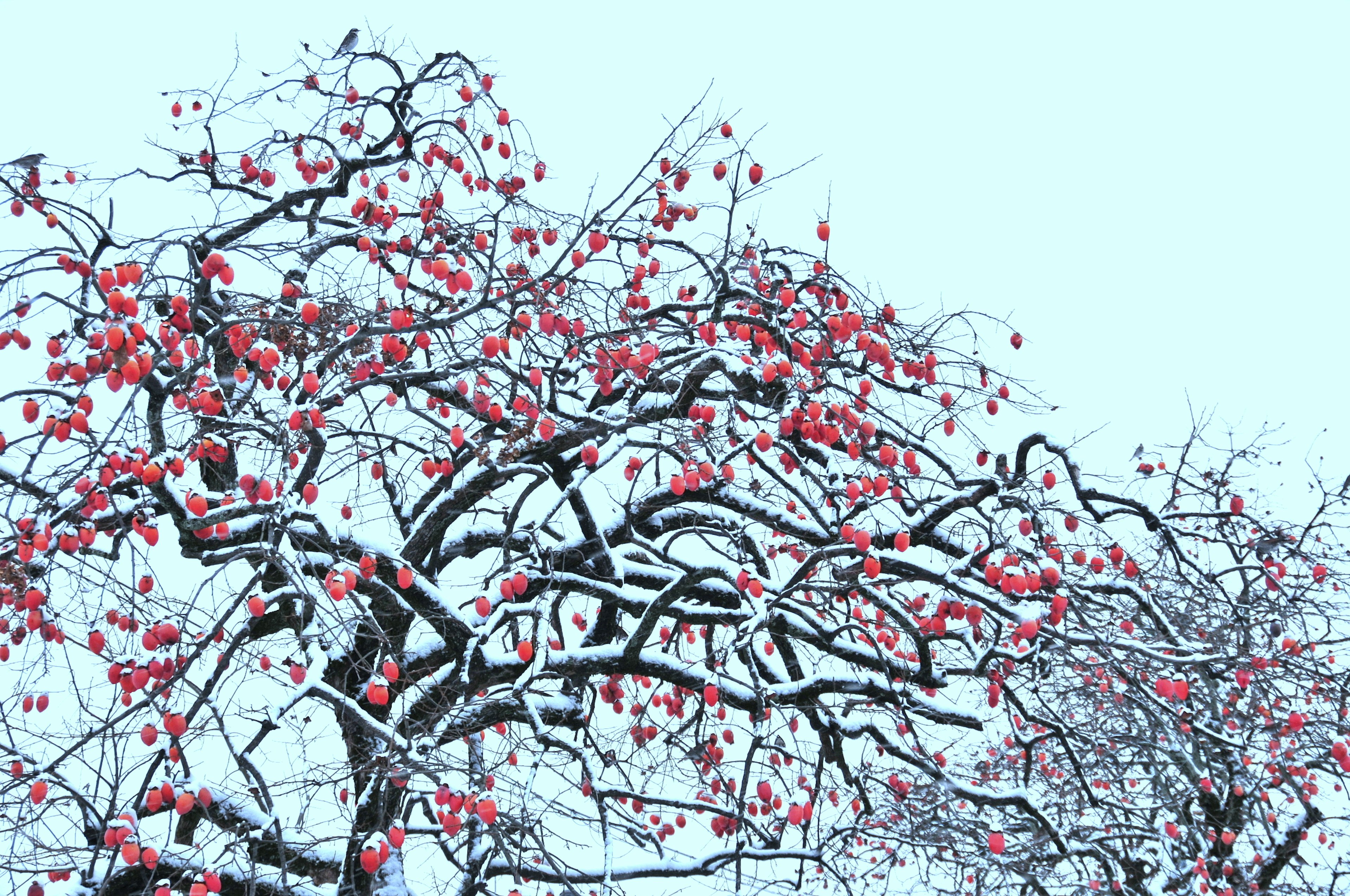 Tree branches with red fruit covered in snow