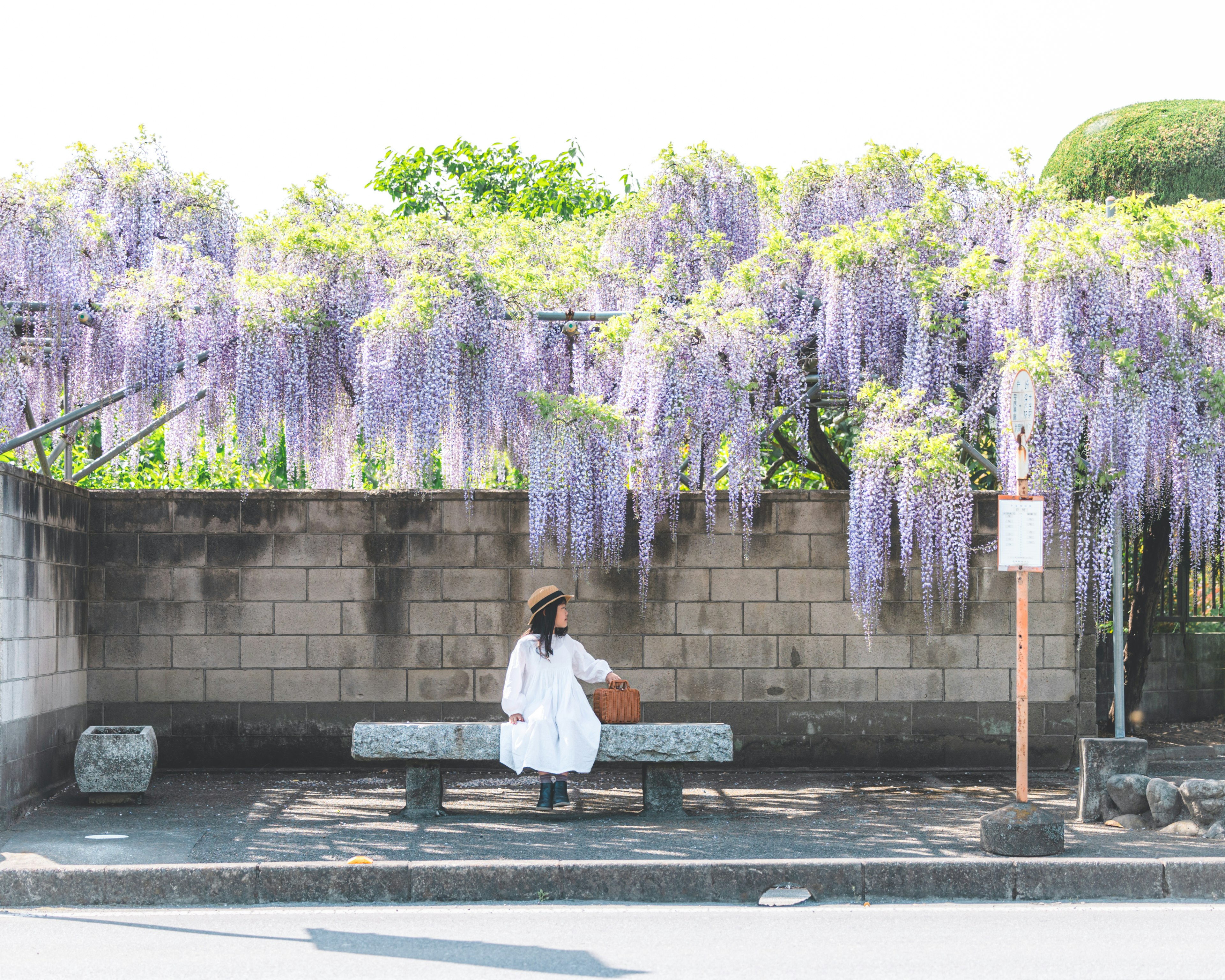 紫色の藤の花が咲く壁の前に座っている女性の白い服