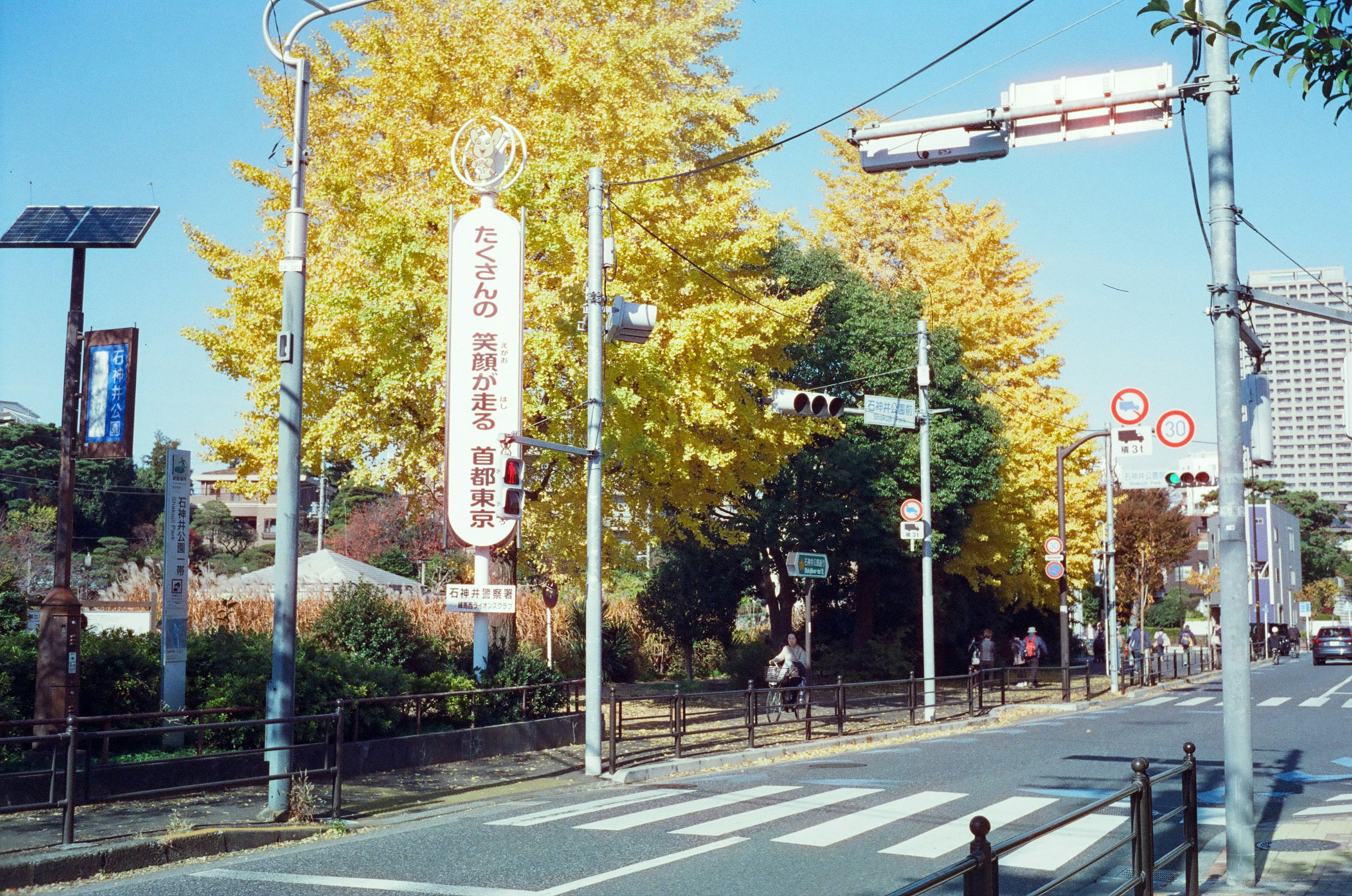 秋季街景，有生机勃勃的黄色树木和街灯