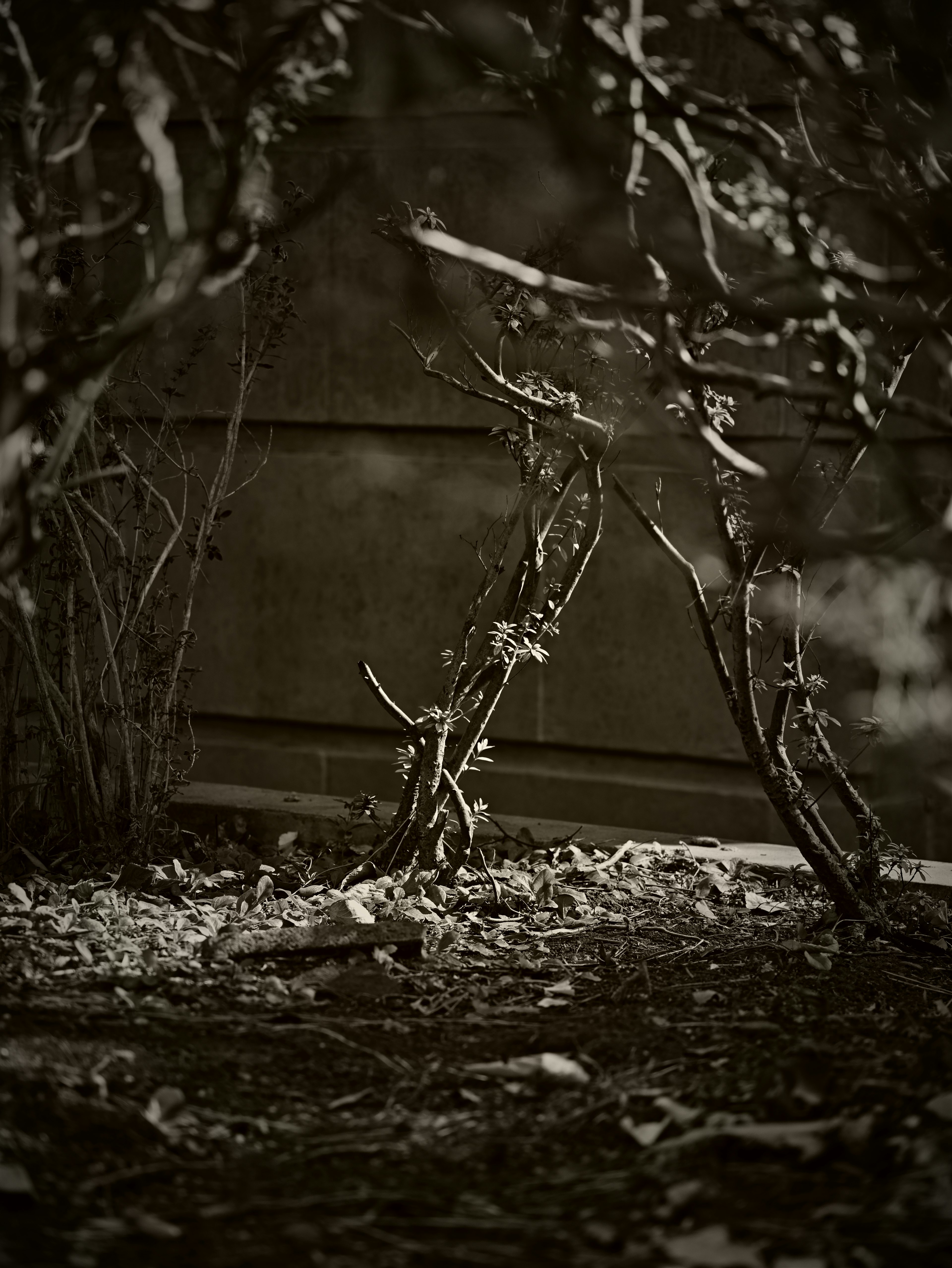 A dark scene with intertwined branches and leaves