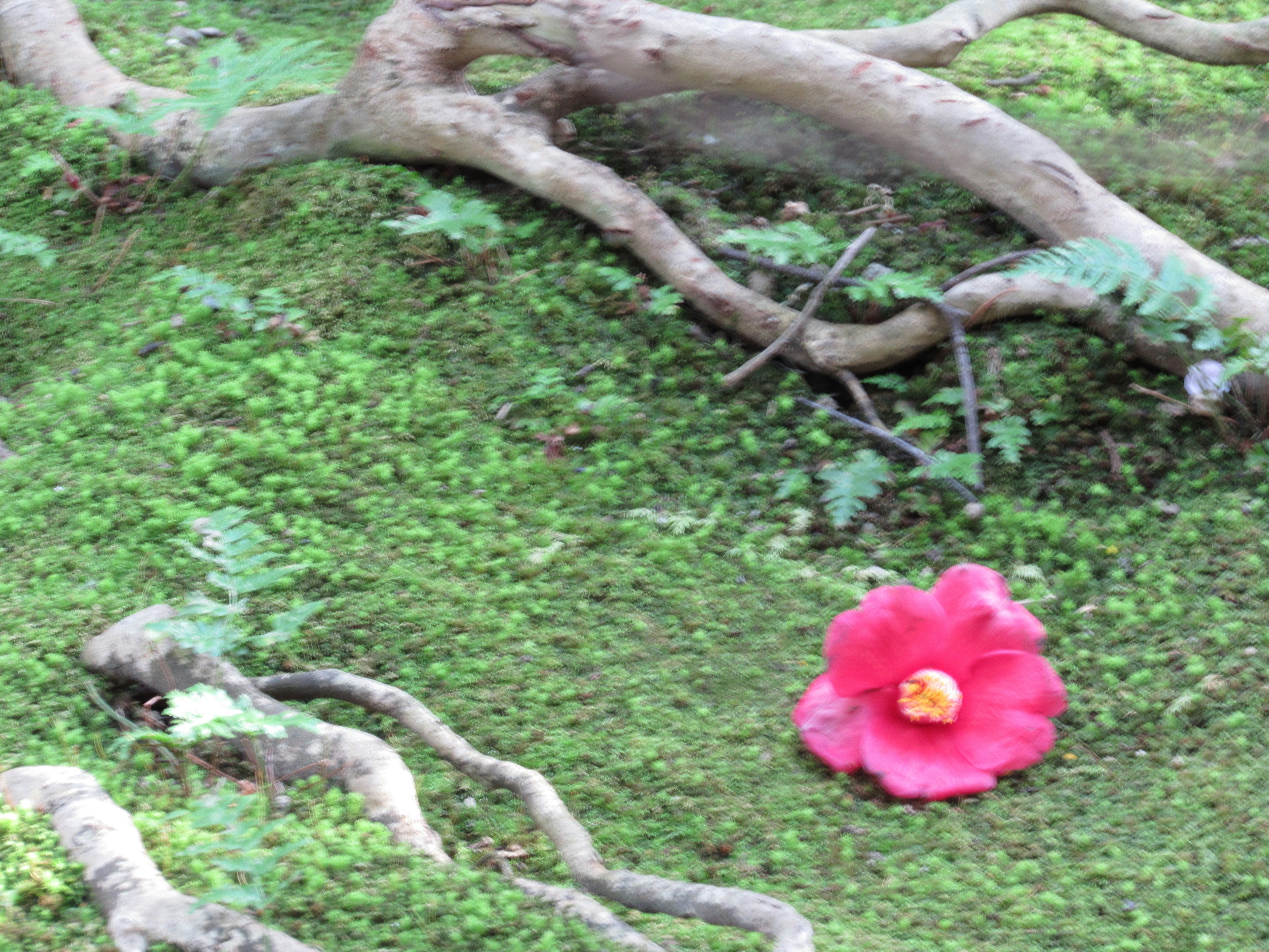 Une fleur rose vif repose sur de la mousse verte avec des racines entrelacées à proximité