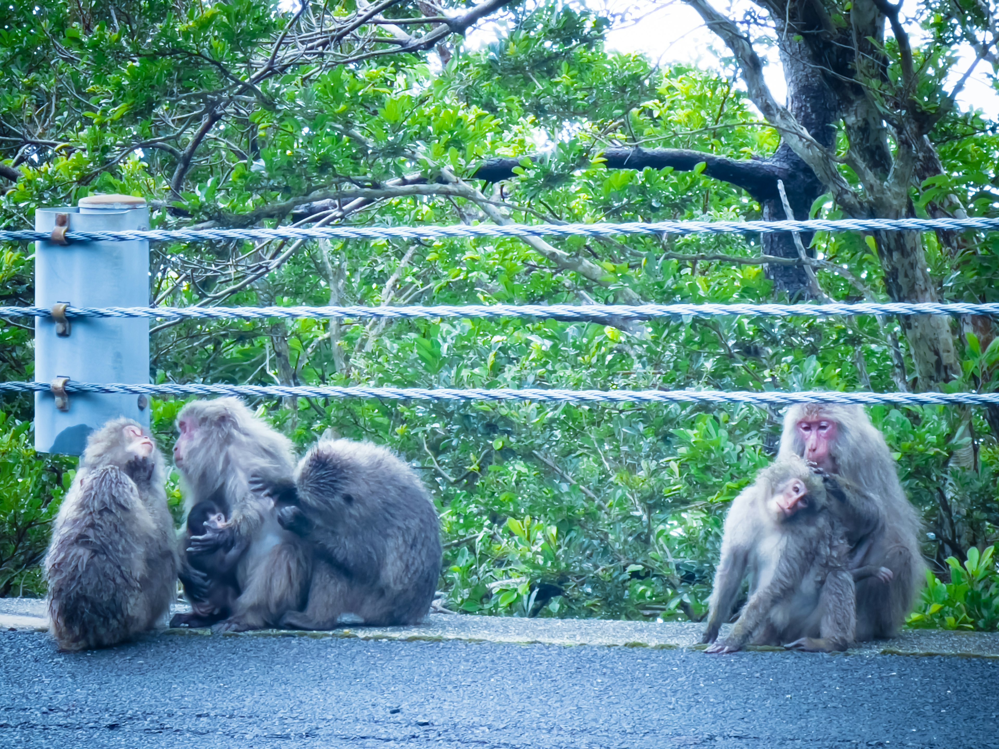 Un grupo de monos acicalándose cerca de los árboles