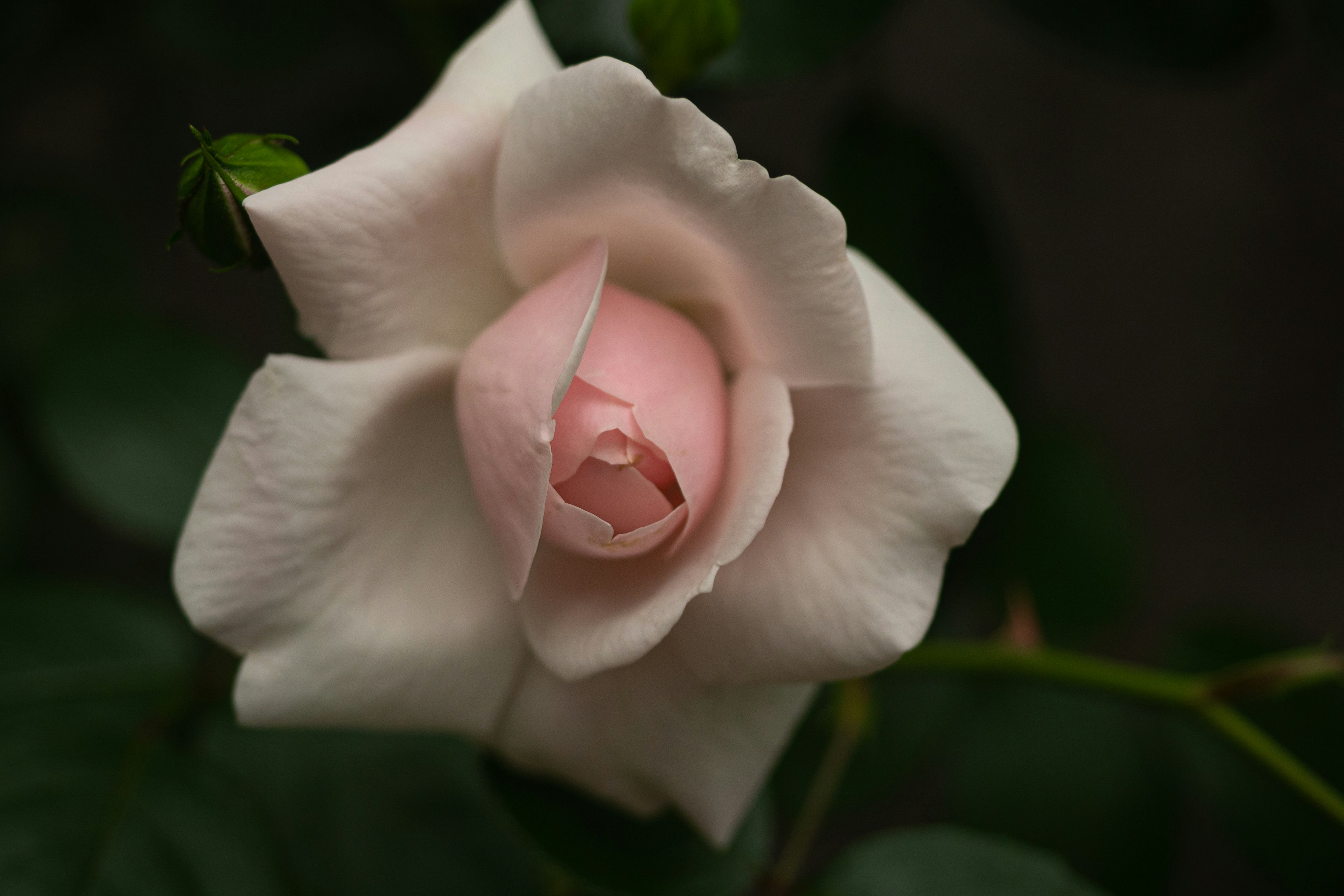 淡いピンクのバラの花が咲いている