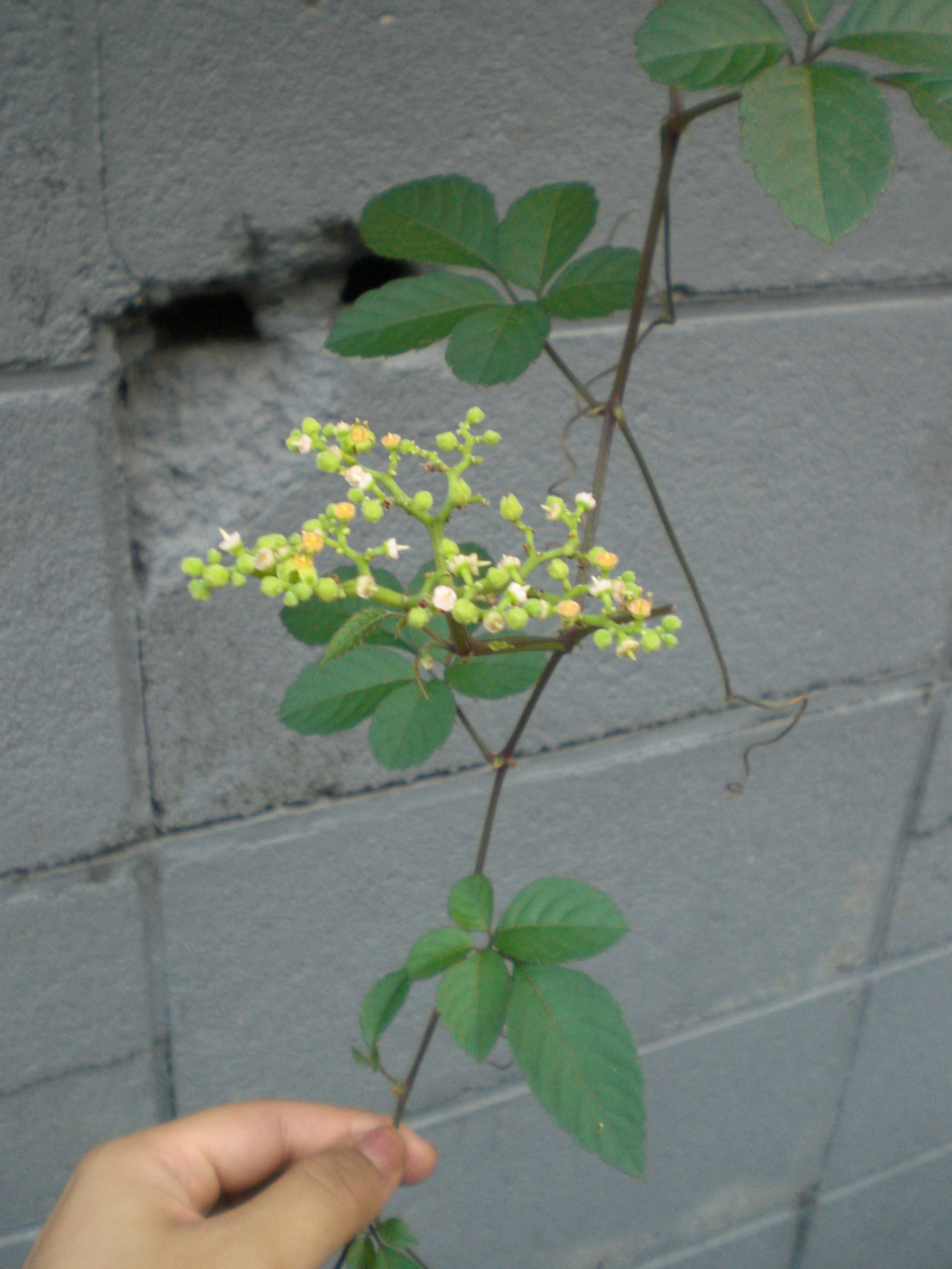 Una enredadera con hojas verdes y flores amarillas sobre un fondo gris