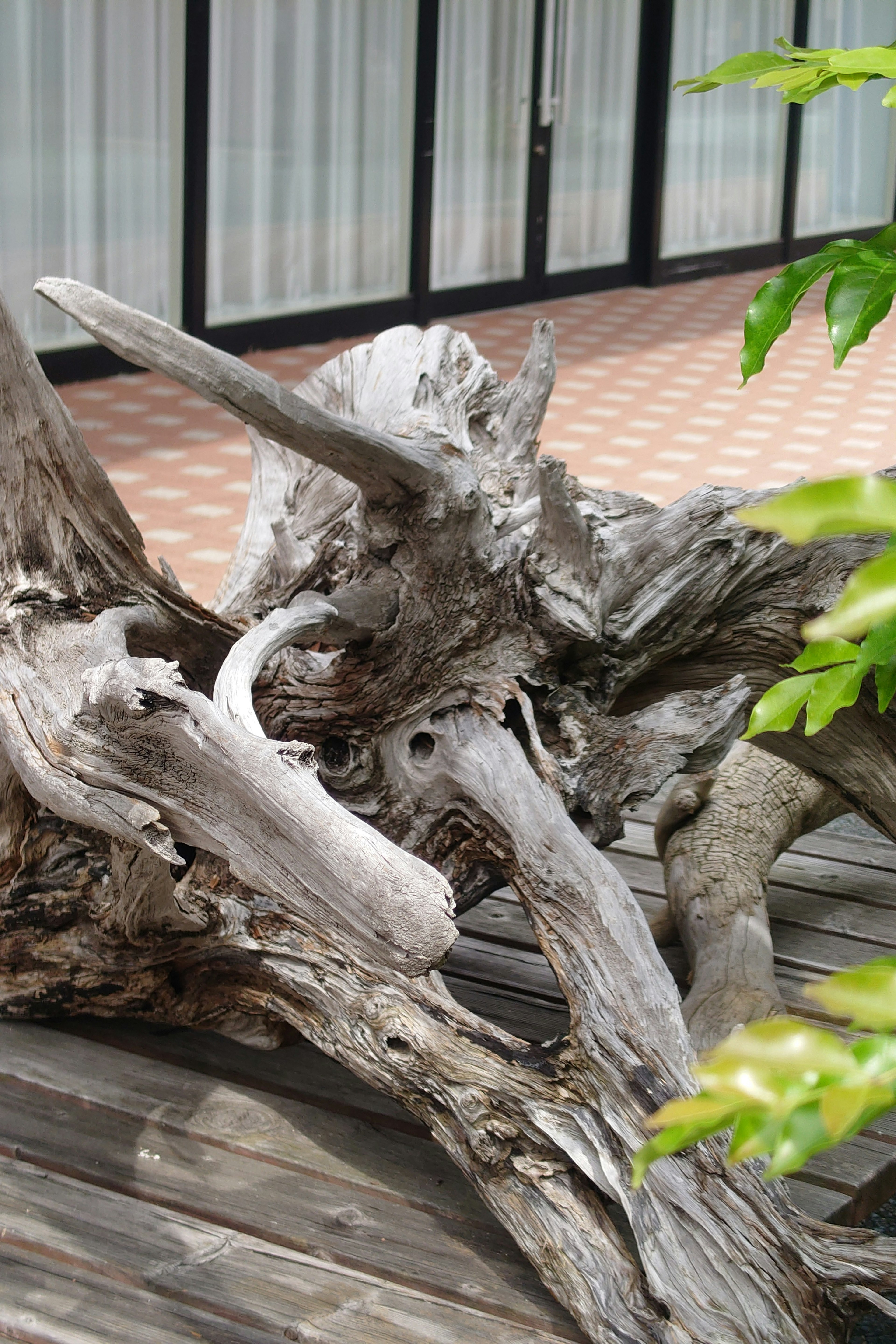 Unique shaped driftwood placed outdoors