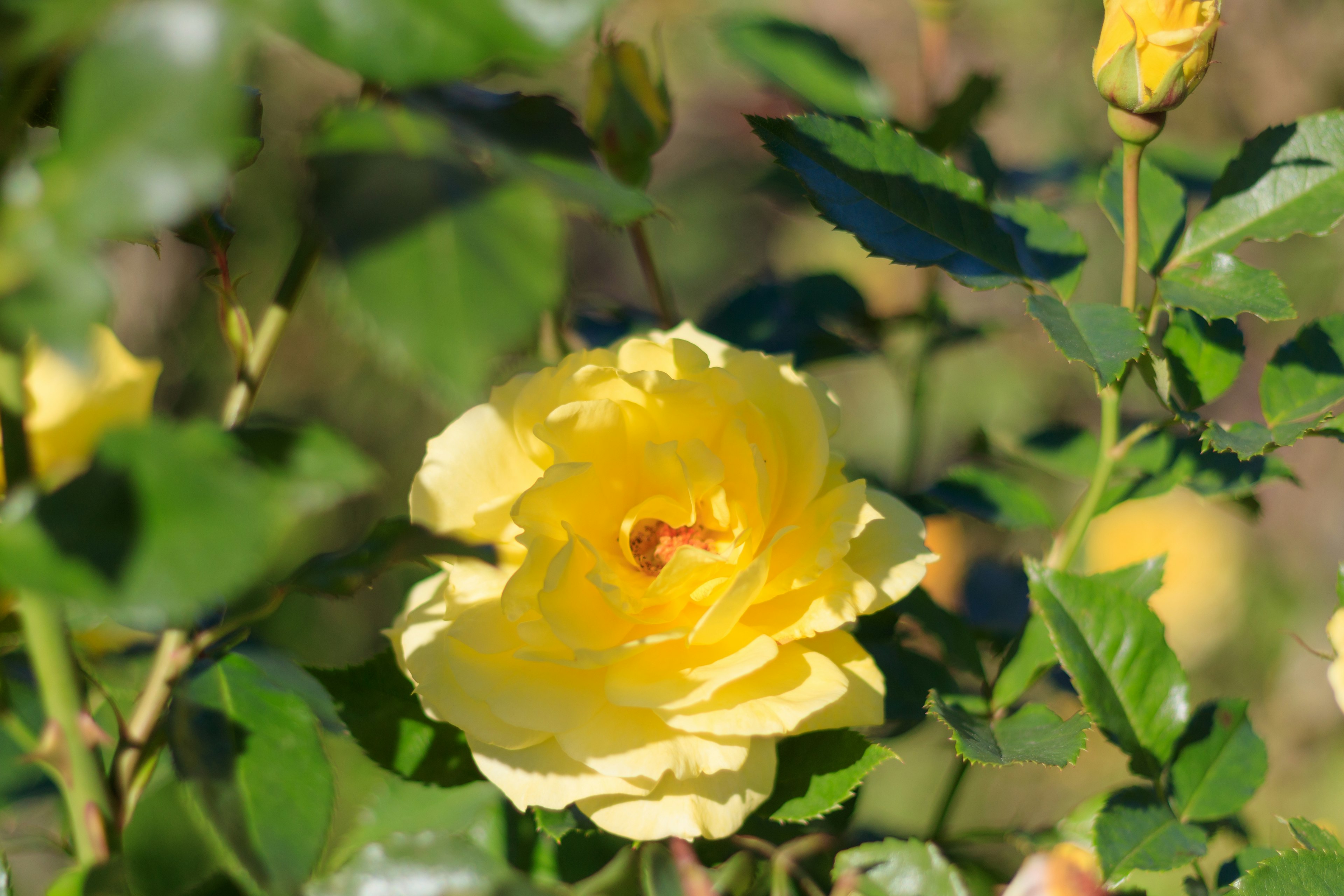 Una flor de rosa amarilla floreciendo entre hojas verdes