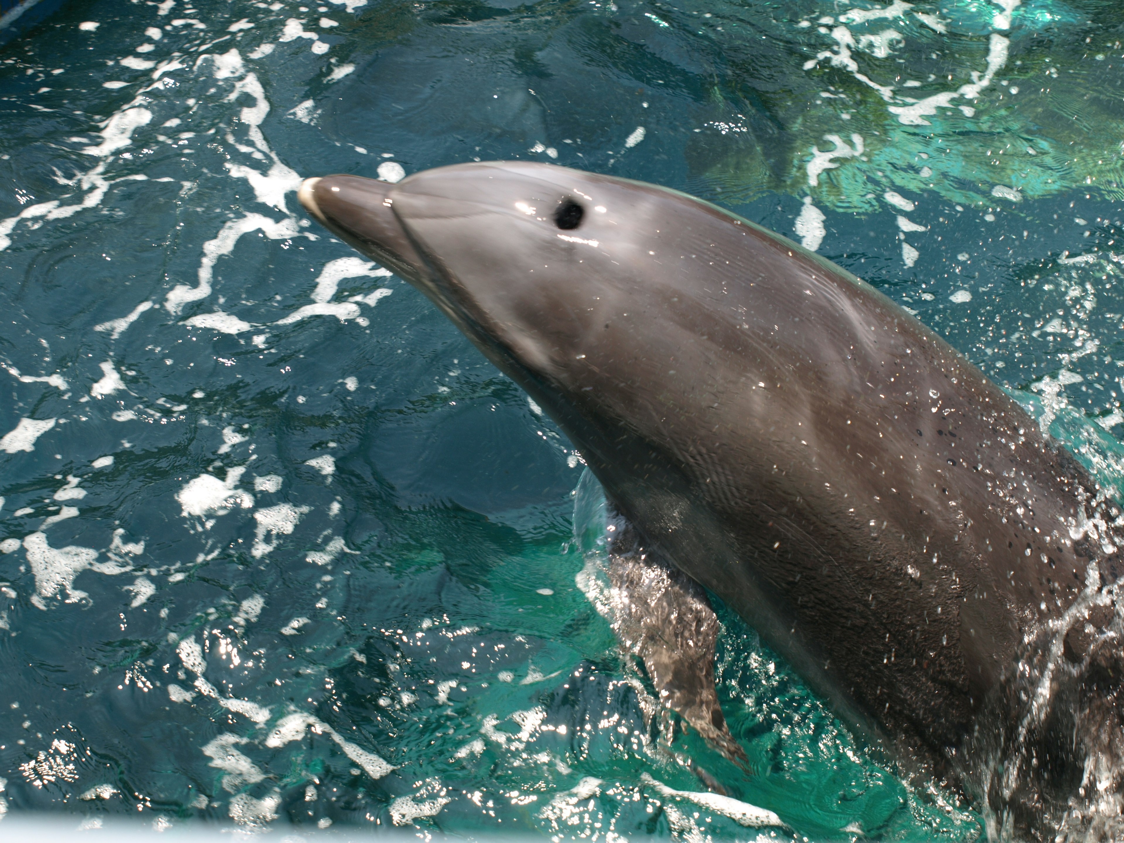 Dolphin leaping above water with a backdrop of blue ocean and bubbles