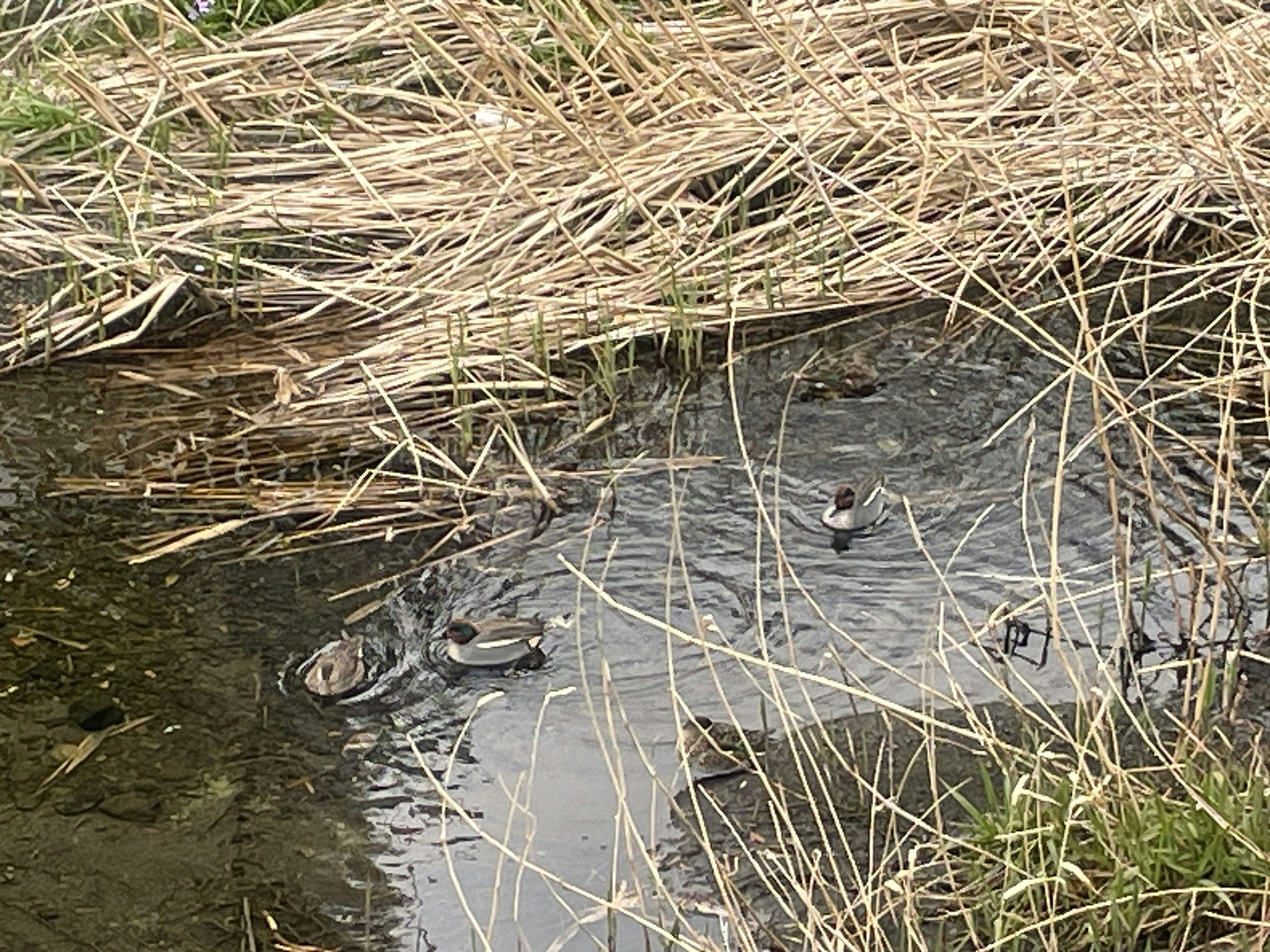 Canards nageant dans un étang entouré d'herbe sèche