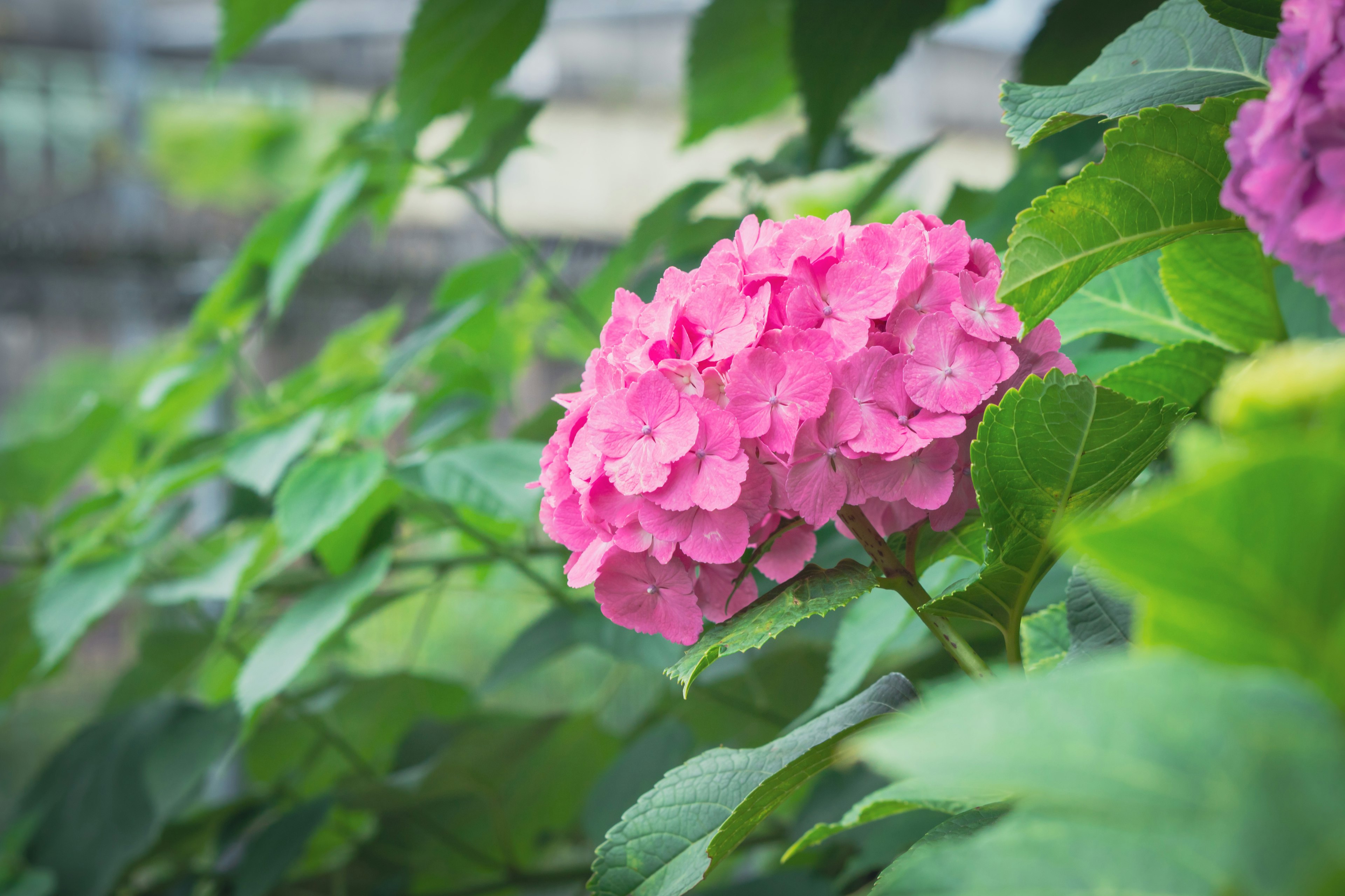 Pink hydrangea flower surrounded by green leaves