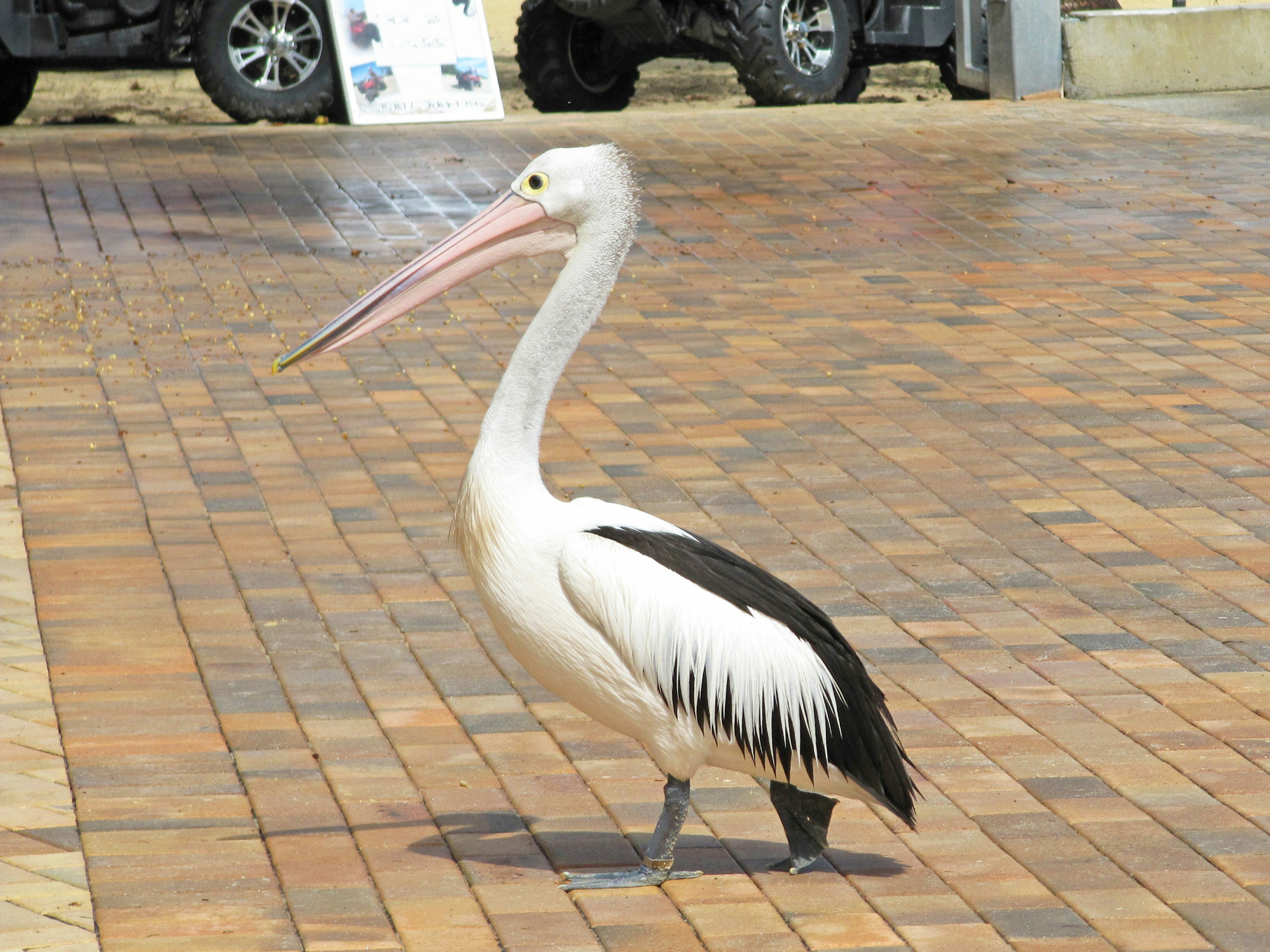 A white and black pelican walking on a brick path