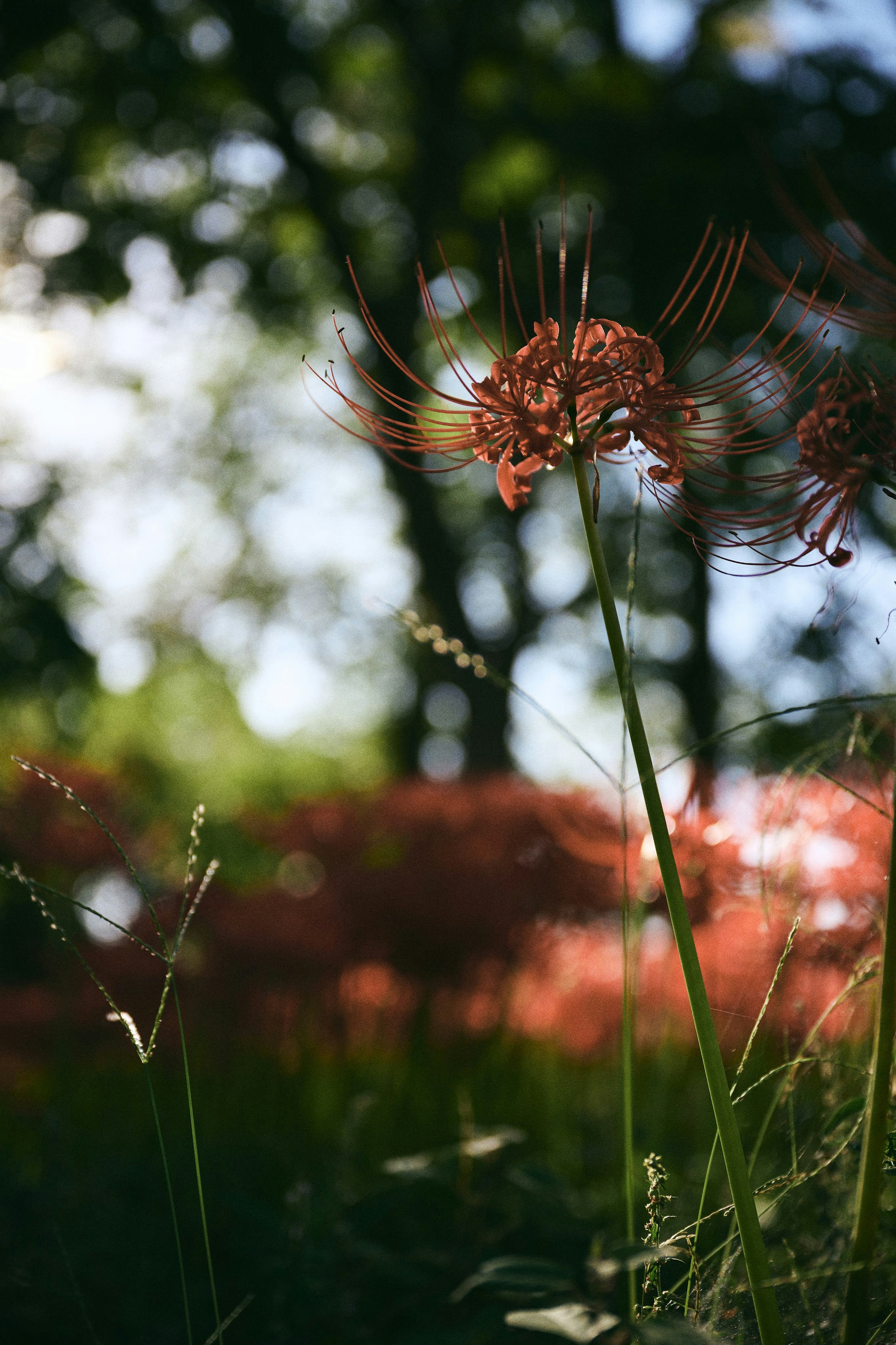 Nahaufnahme von roten Blumen, die in einem dunklen Wald blühen, umgeben von grünem Gras und einem verschwommenen Hintergrund