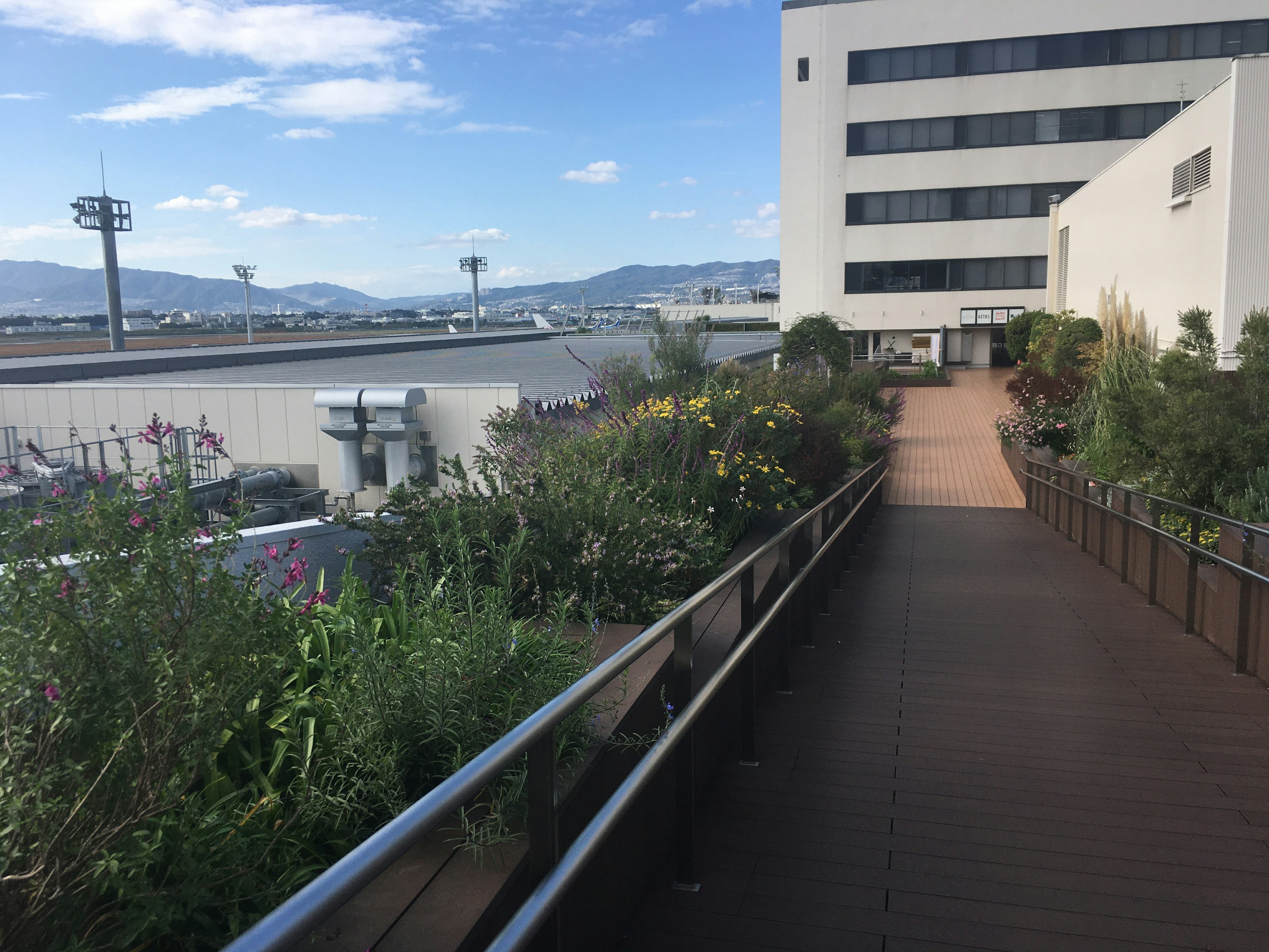 屋上庭園の緑豊かな道と青空の景色