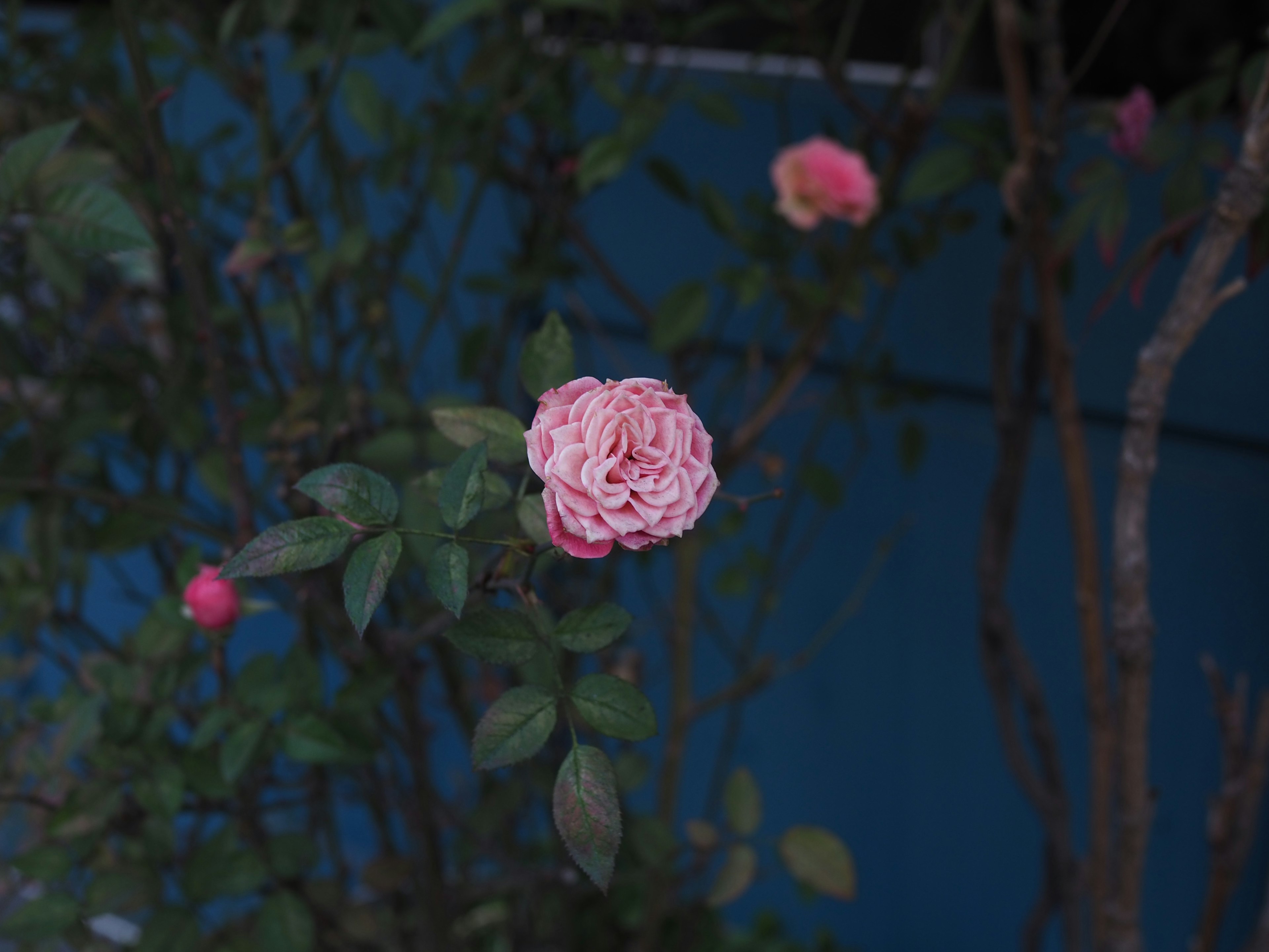 Rose rose fleurissant devant un fond bleu