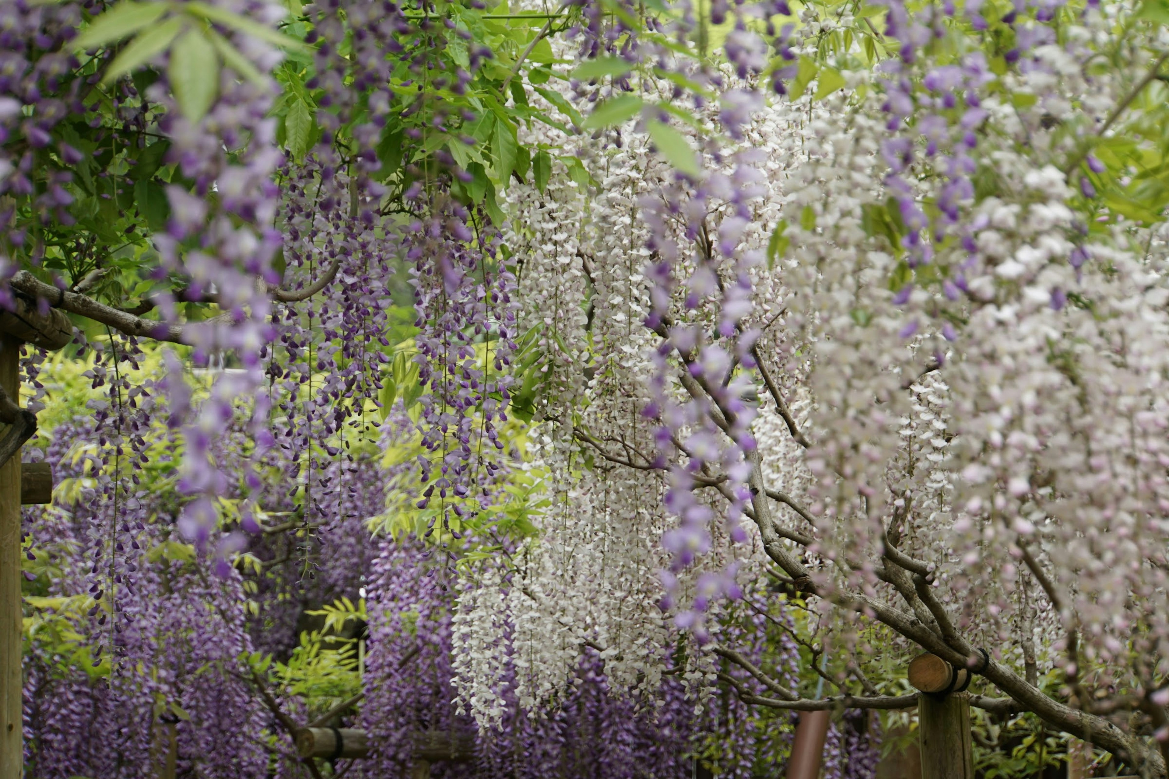 Belle vue de fleurs de glycine violettes et blanches en cascade