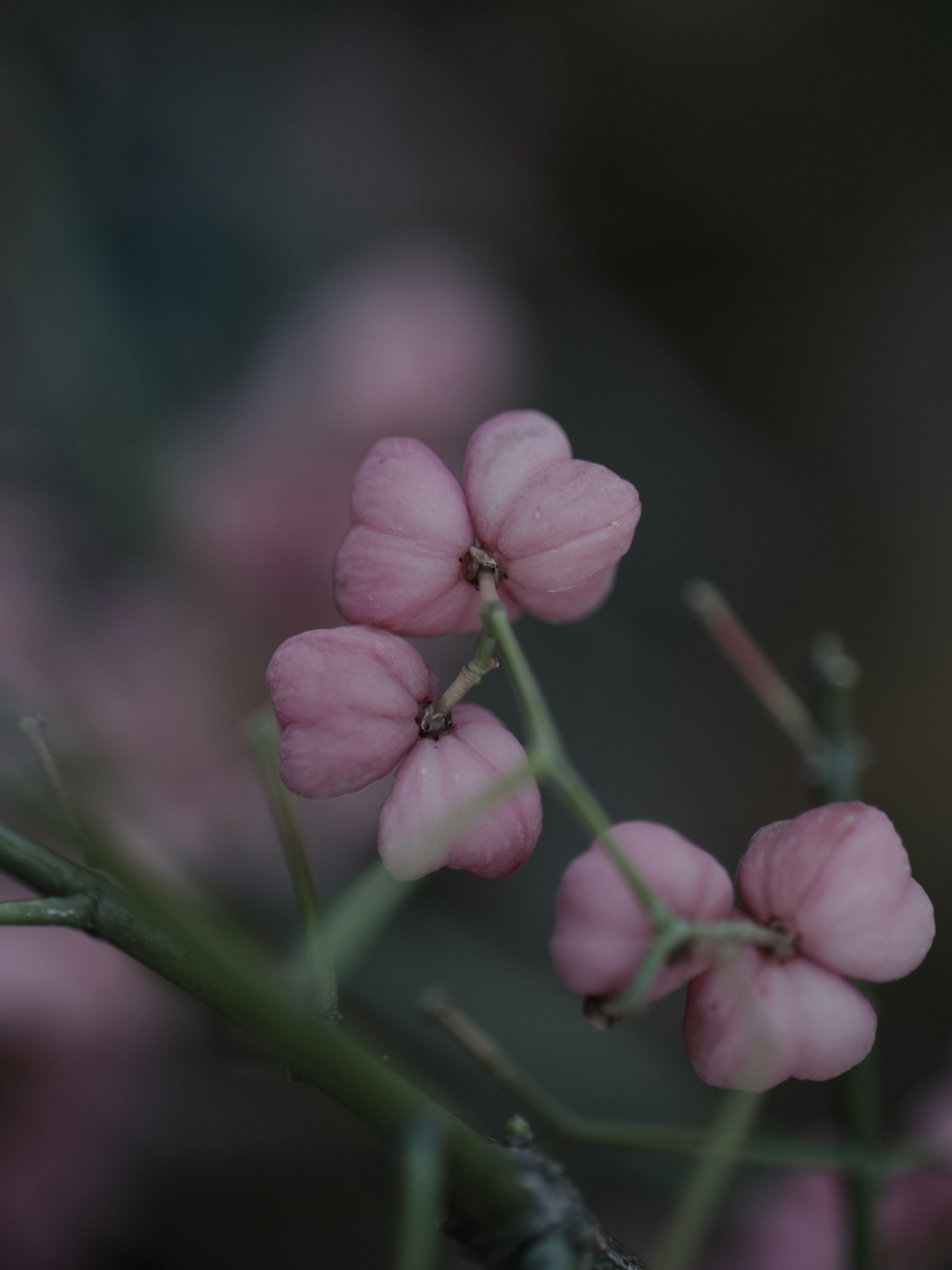 Primo piano di delicate fiori rosa sfocati