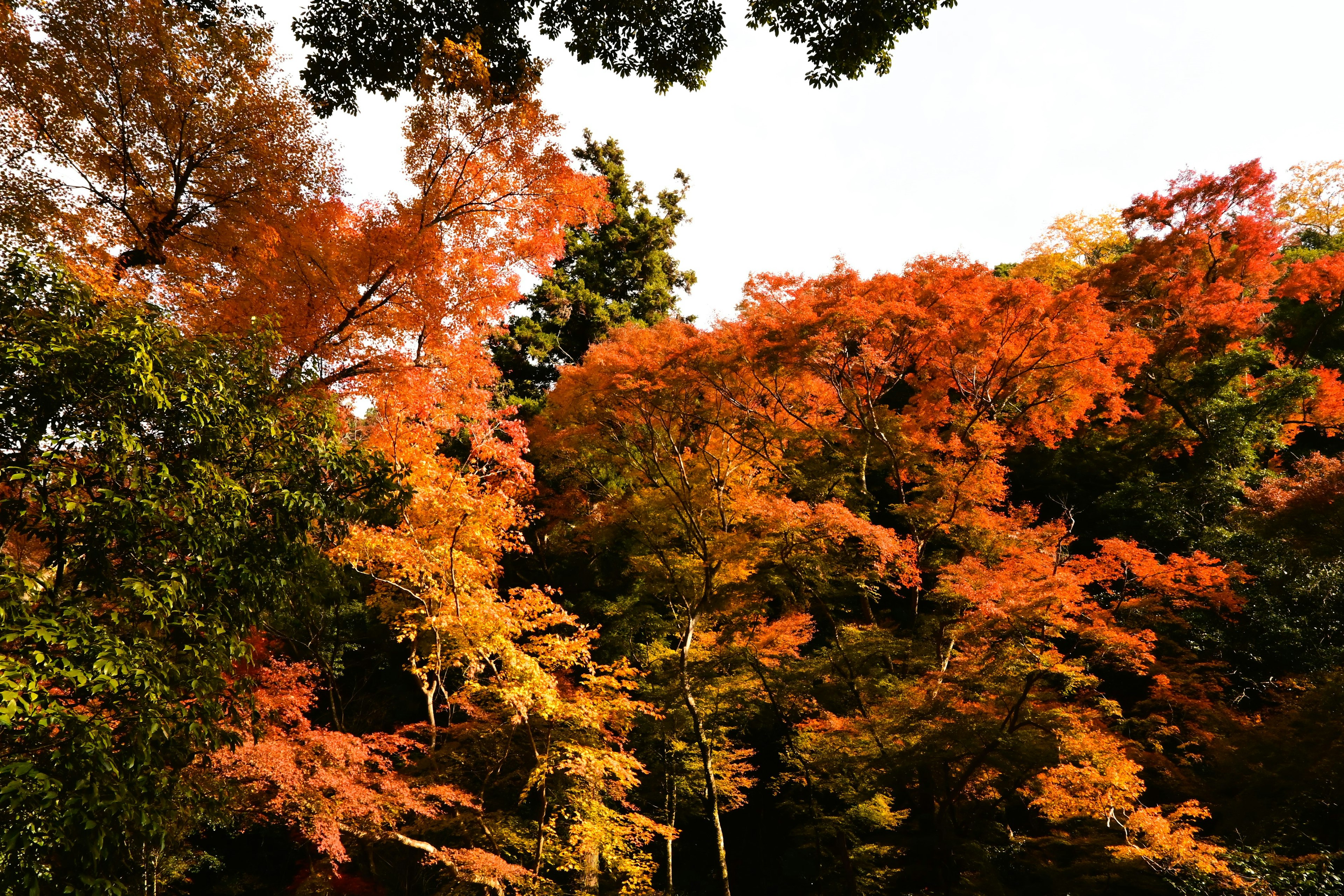 色とりどりの紅葉が広がる木々の風景