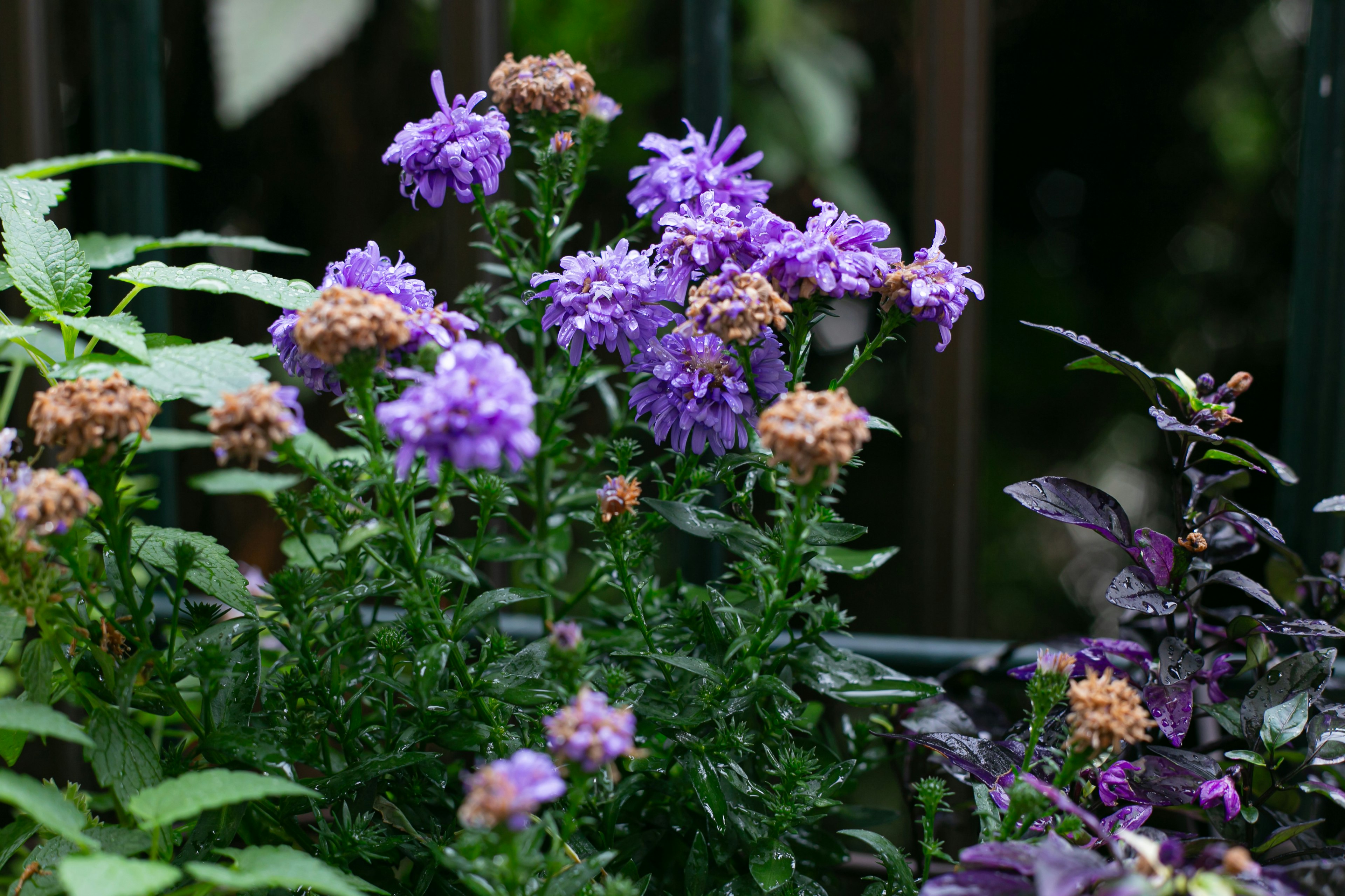 Una escena de jardín exuberante con racimos de flores moradas y hojas verdes