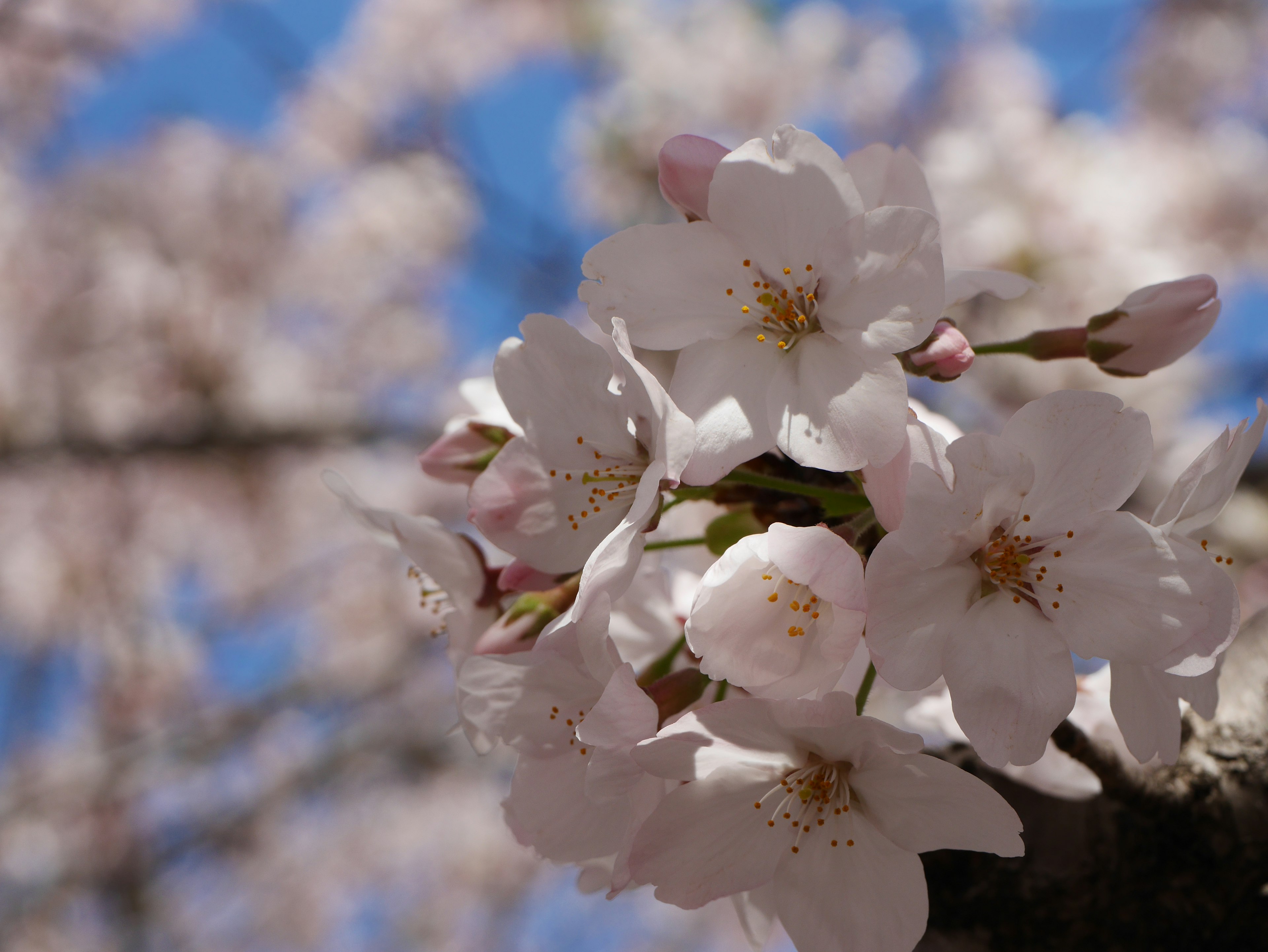 Wunderschöne Kirschblüten im Aufblühen vor einem blauen Himmel mit zarten rosa Blütenblättern