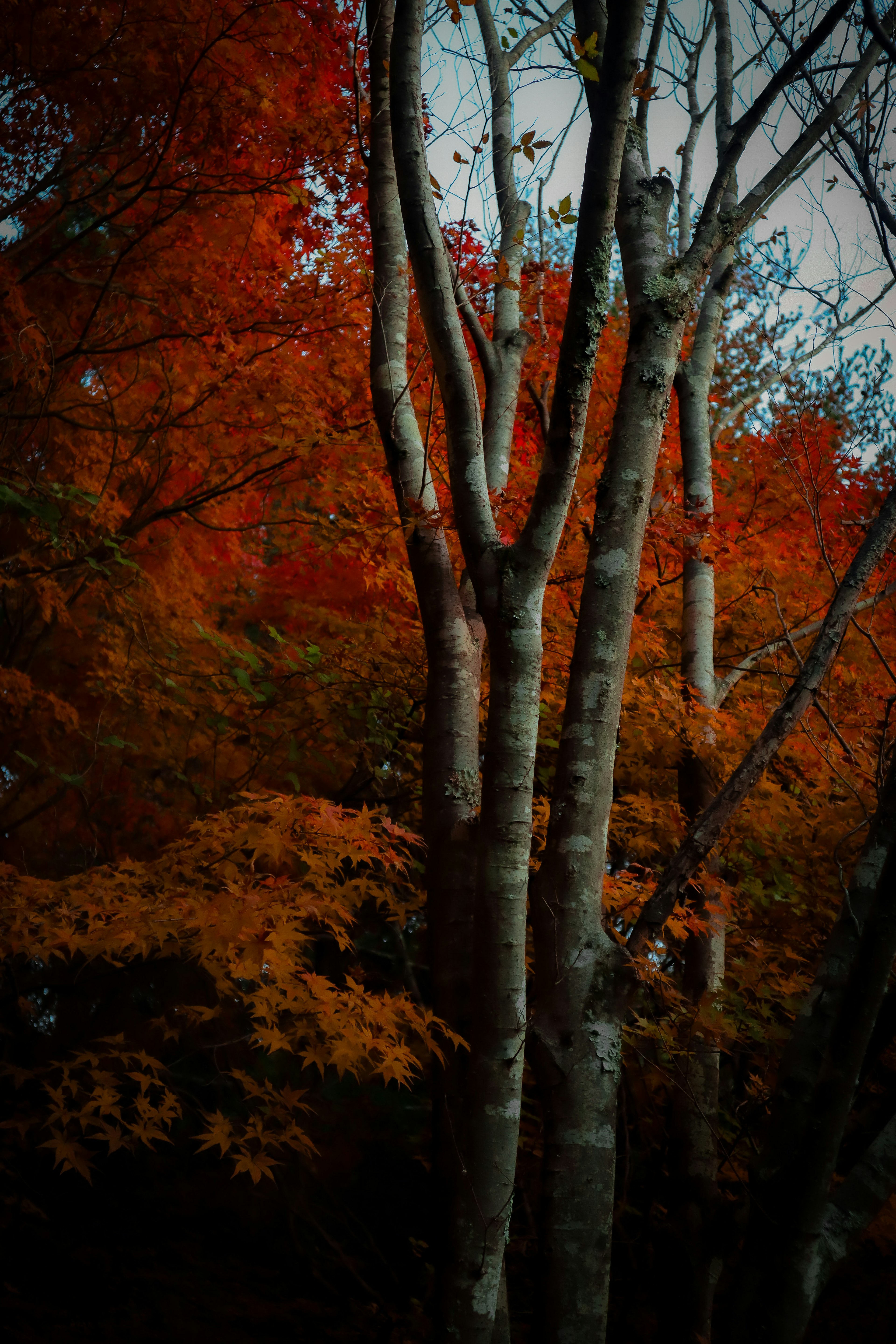 Vue pittoresque d'arbres avec des feuilles rouges et orange vives