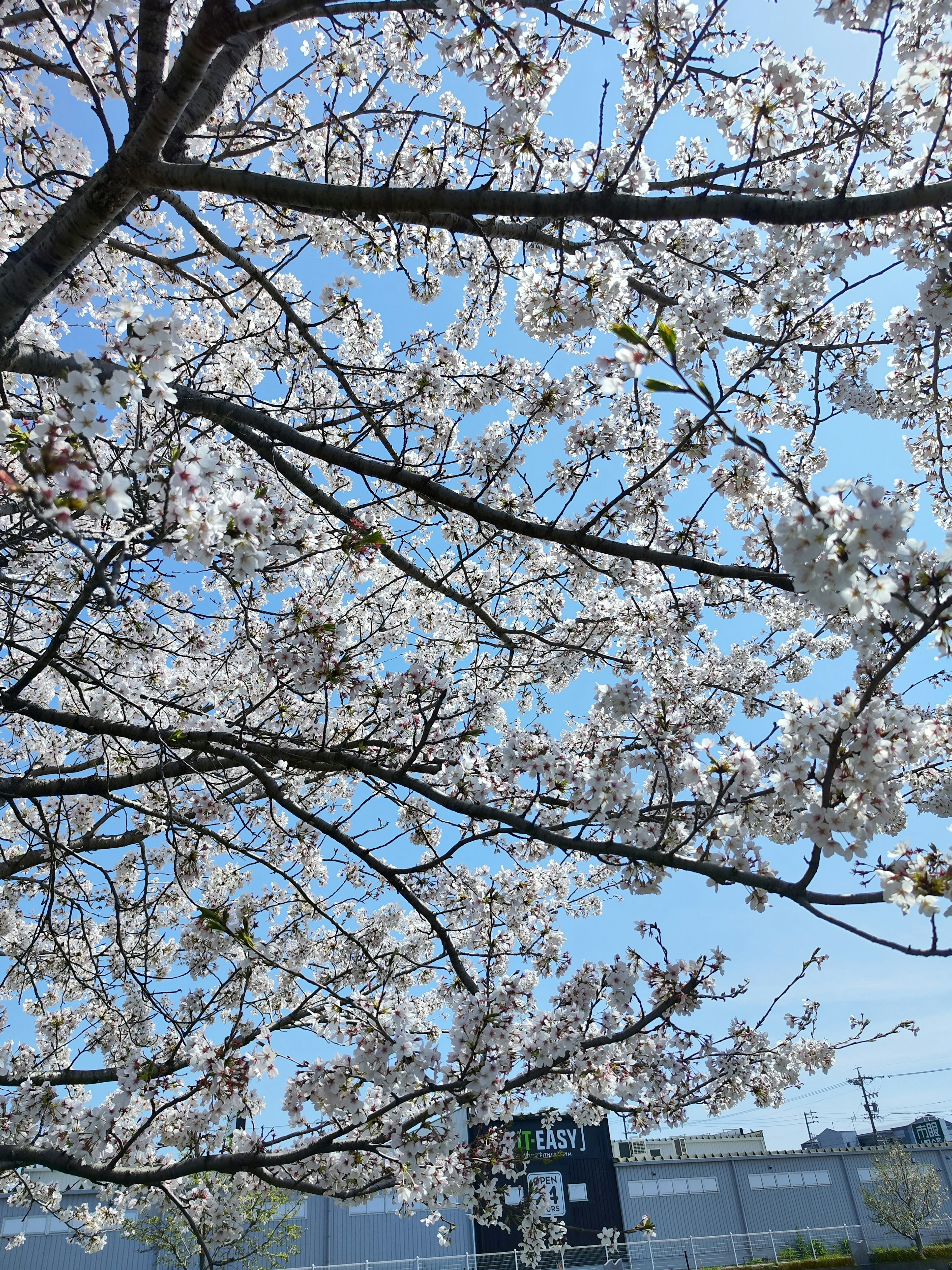 Ramas de cerezo en flor bajo un cielo azul