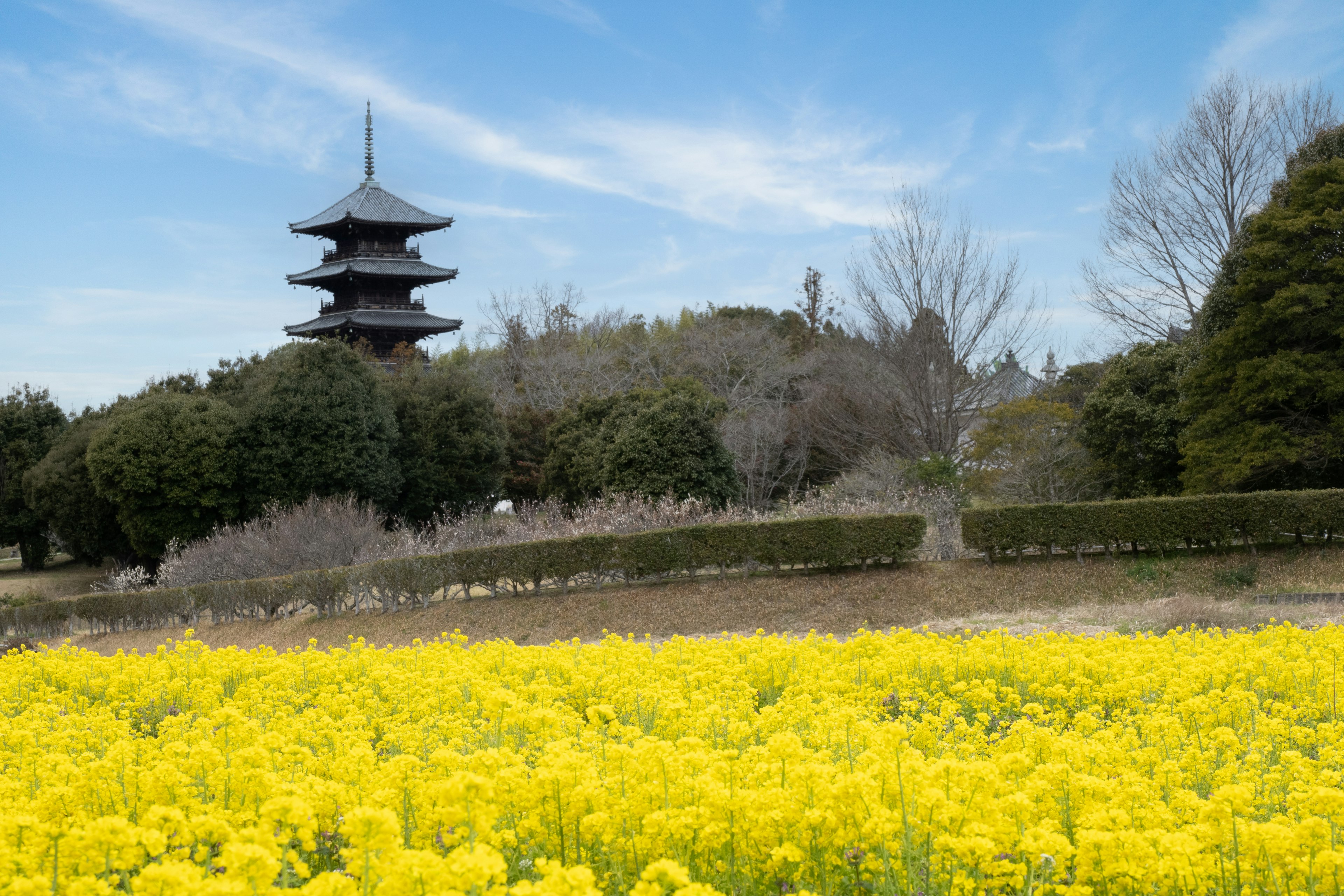 一片黃色油菜花田，背景有一座寶塔