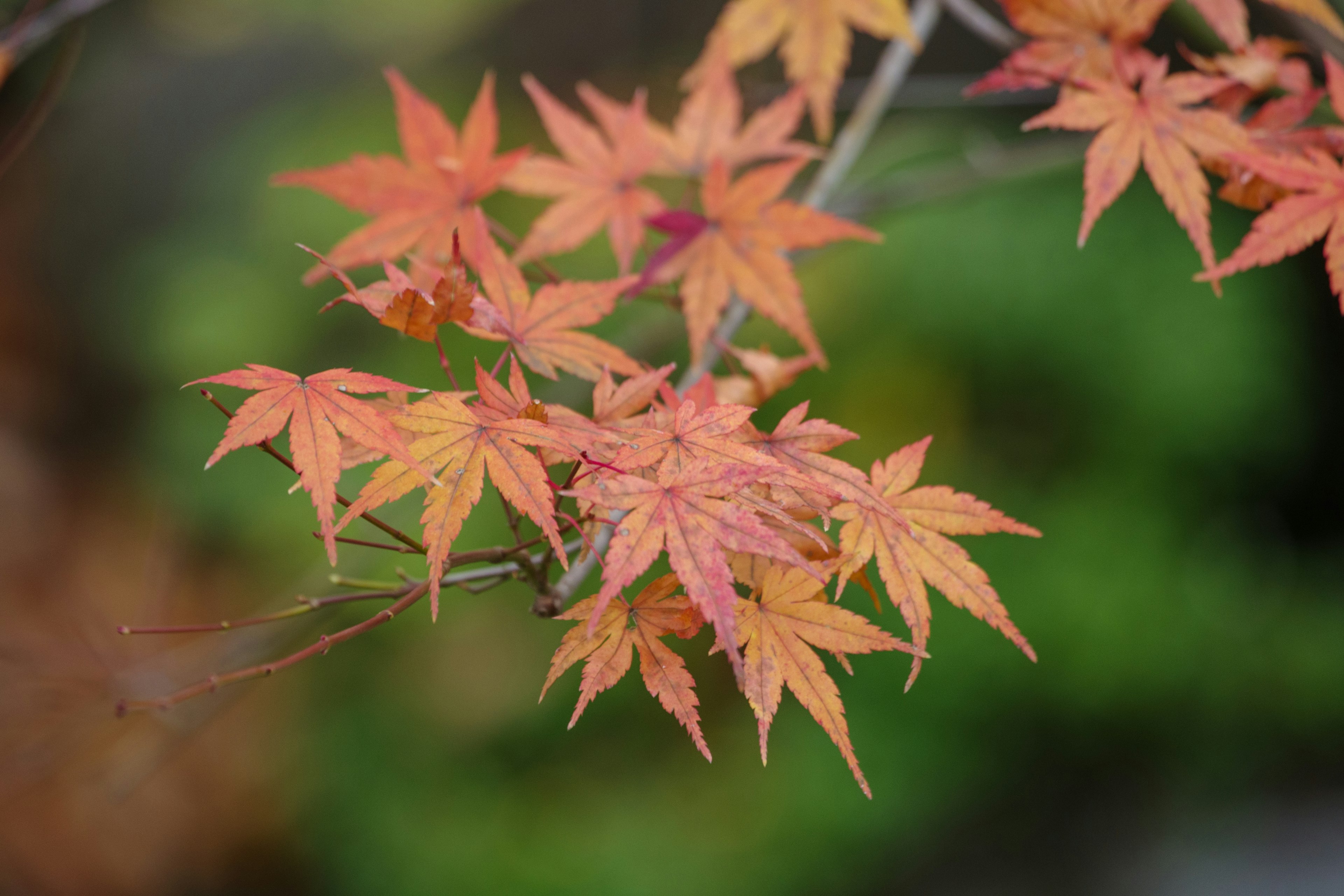 Hojas de arce en otoño con colores vibrantes rojos y naranjas contra un fondo verde