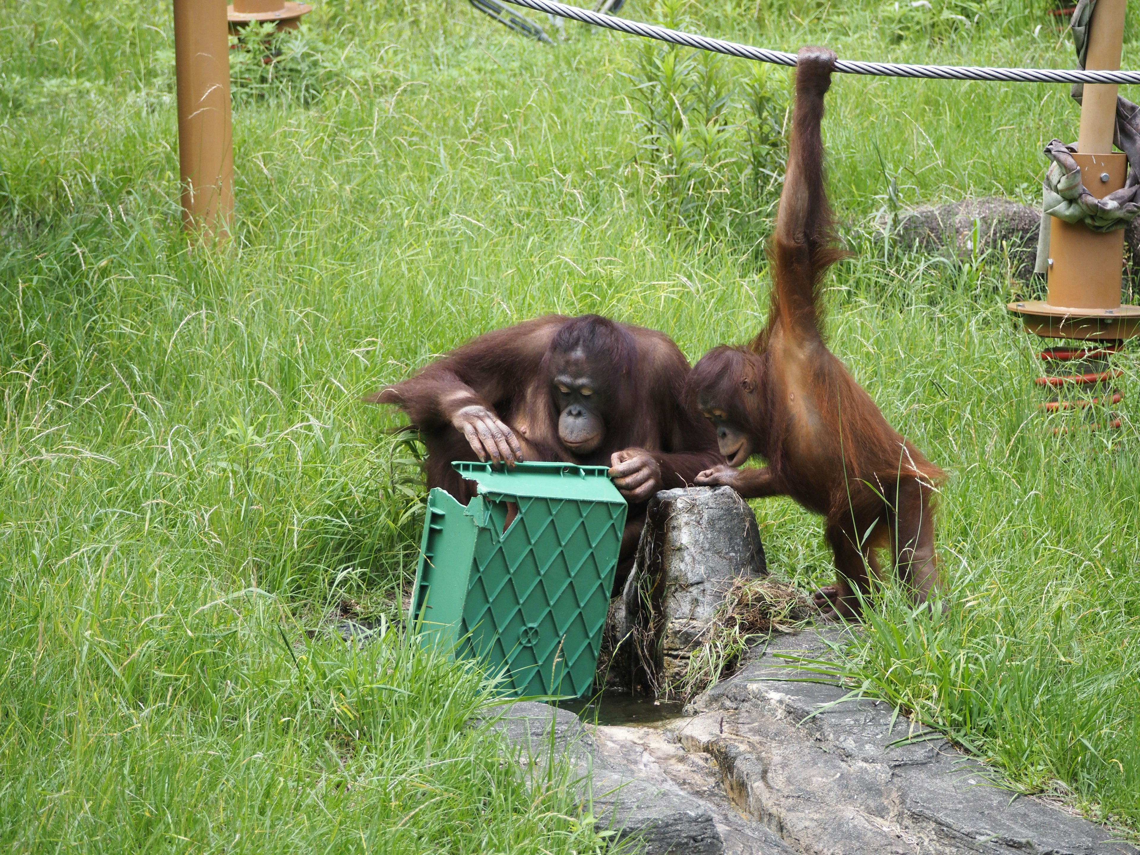 Two orangutans exploring a green crate in lush green grass